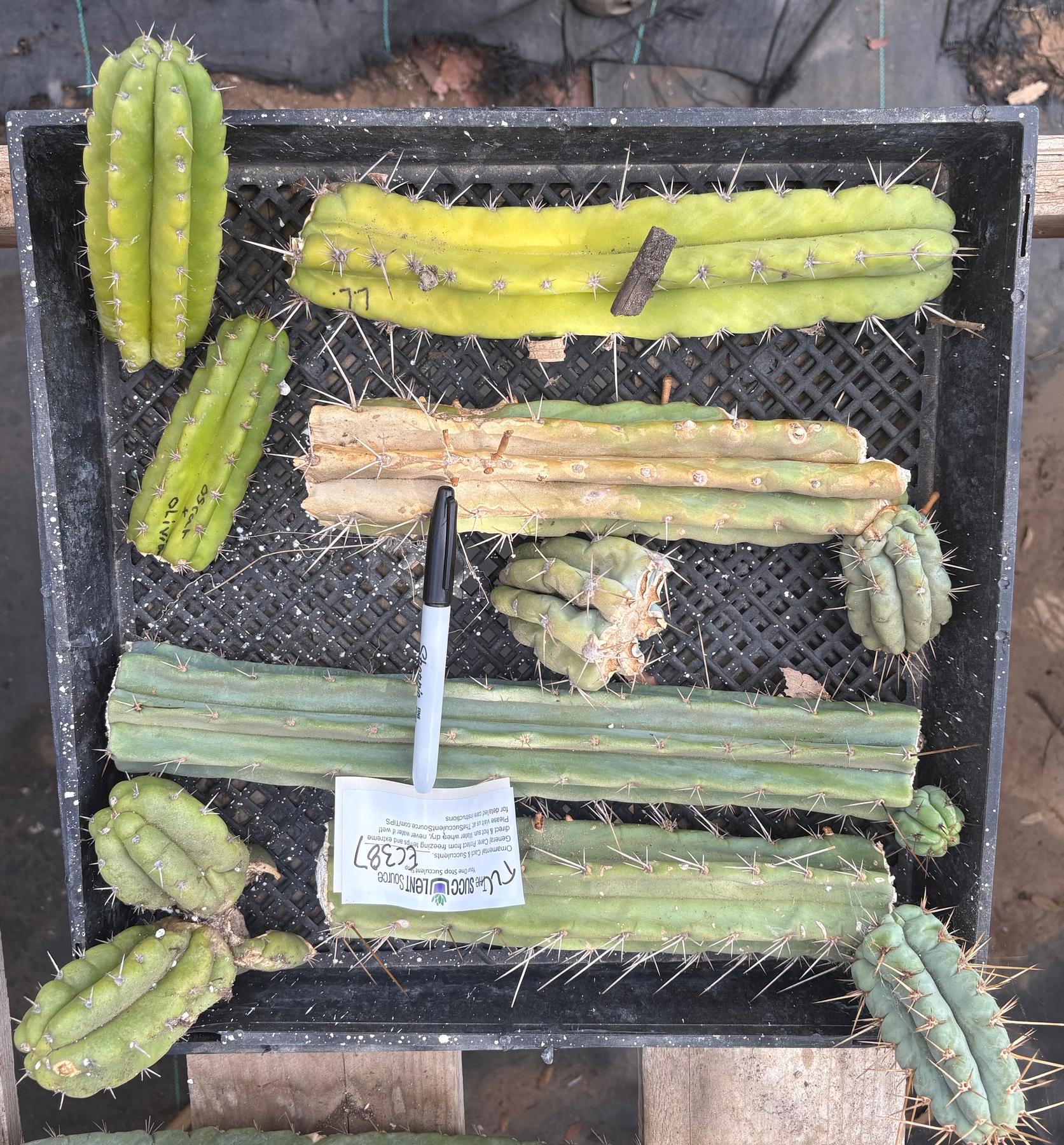 #EC387 EXACT Trichocereus Bargain Mixed Cactus Cutting Lot-Cactus - Large - Exact-The Succulent Source