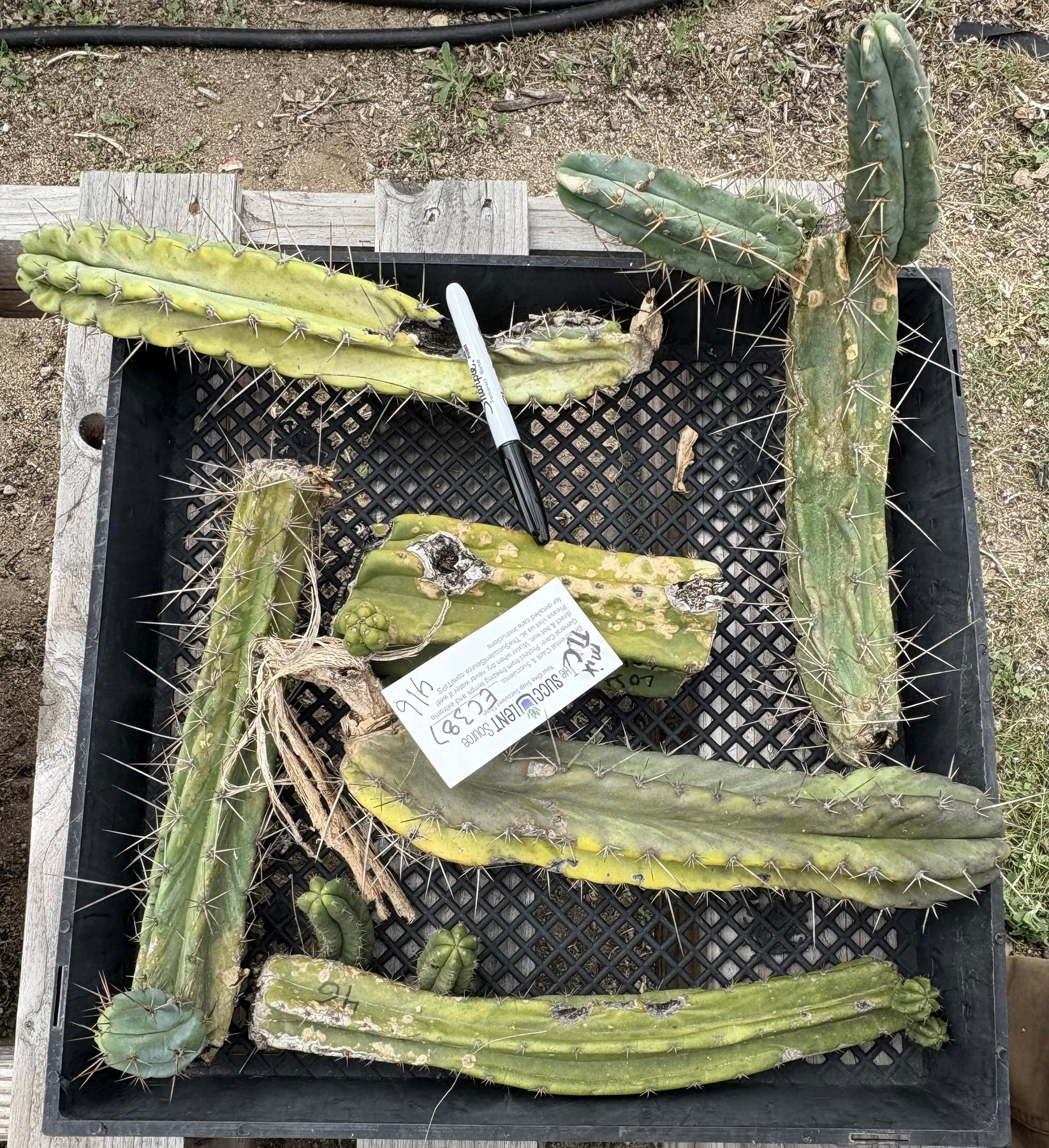 #EC387 EXACT Trichocereus Bargain Mixed Cactus Cutting Lot-Cactus - Large - Exact-The Succulent Source
