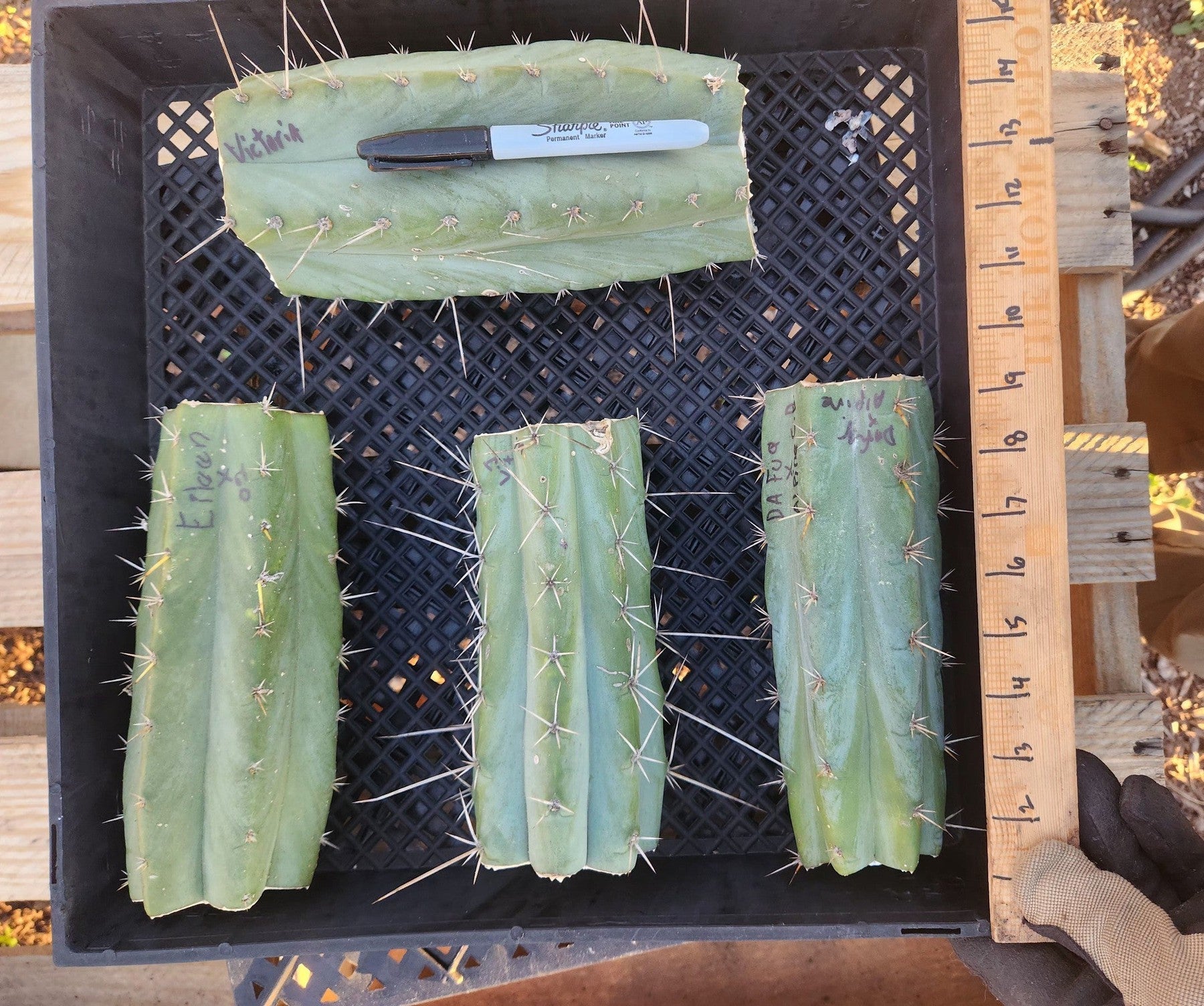 #EC388 EXACT Trichocereus Bargain Mixed Cactus Cutting Lot-Cactus - Large - Exact-The Succulent Source