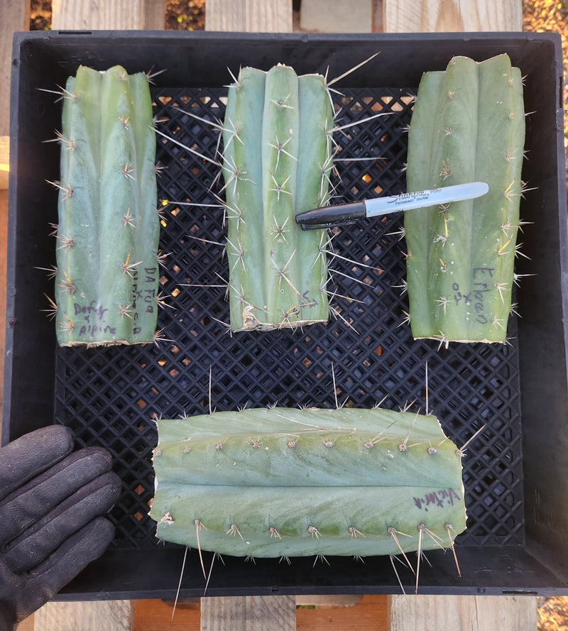 #EC388 EXACT Trichocereus Bargain Mixed Cactus Cutting Lot