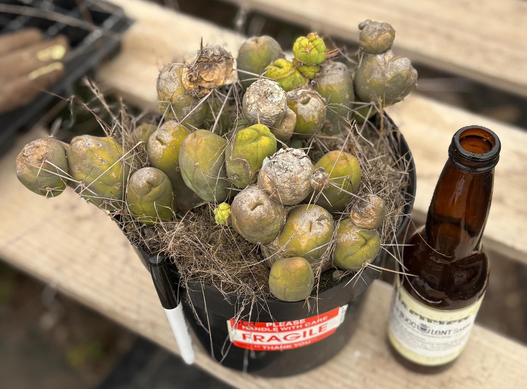 #EC39 EXACT Trichocereus Bridgesii Monstrose TBM Cactus 30+ segments-Cactus - Large - Exact-The Succulent Source