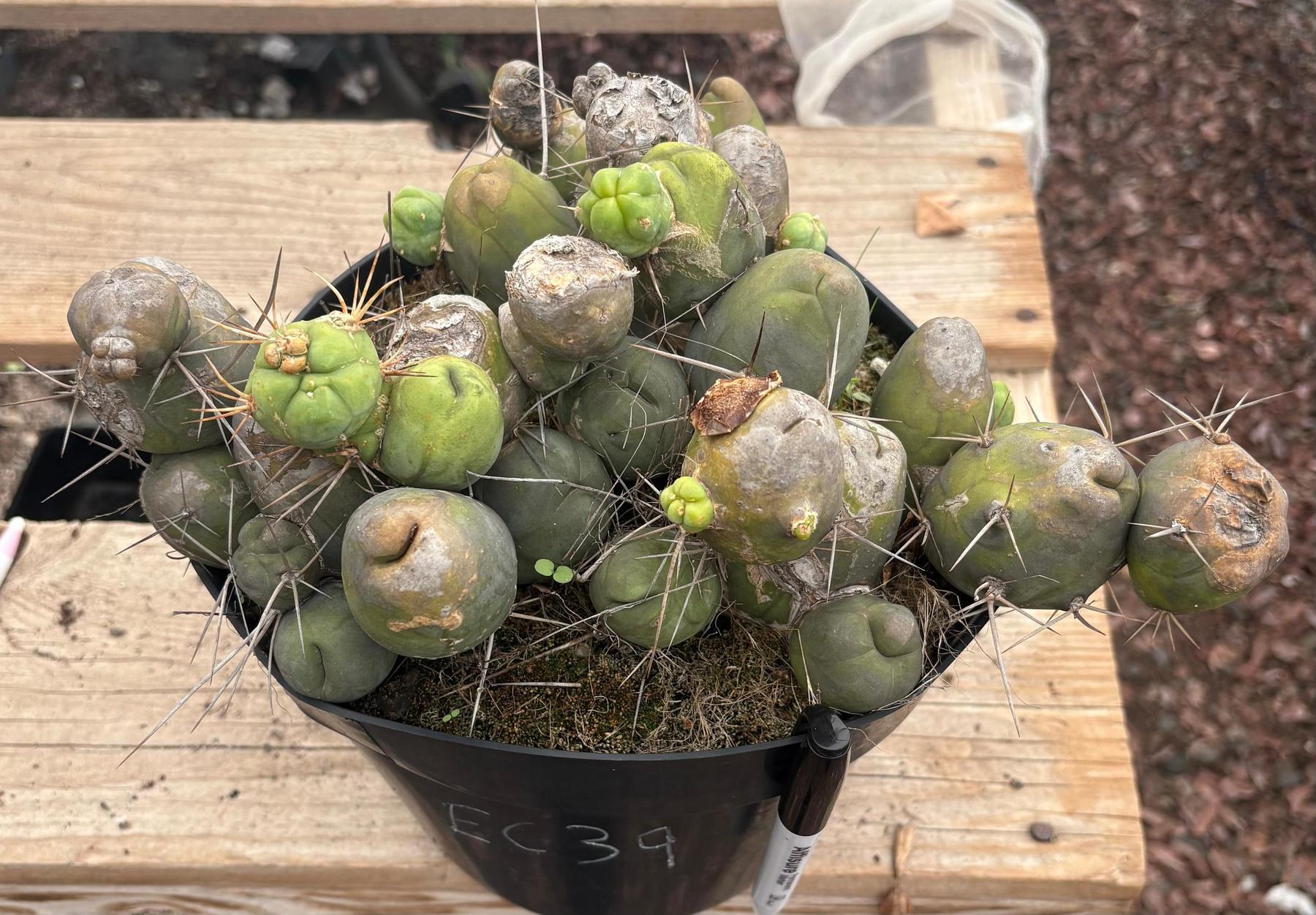 #EC39 EXACT Trichocereus Bridgesii Monstrose TBM Cactus 30+ segments-Cactus - Large - Exact-The Succulent Source