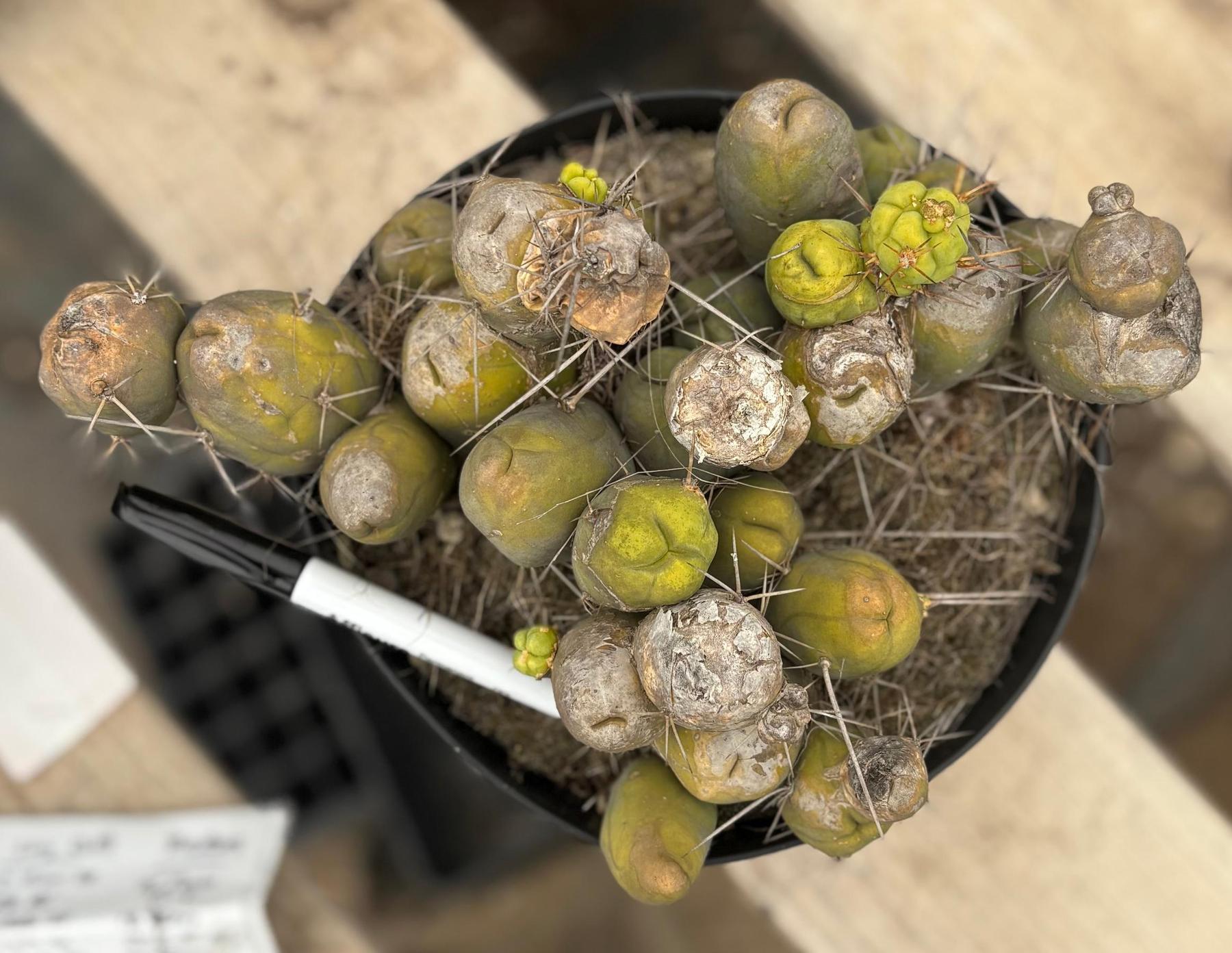 #EC39 EXACT Trichocereus Bridgesii Monstrose TBM Cactus 30+ segments-Cactus - Large - Exact-The Succulent Source
