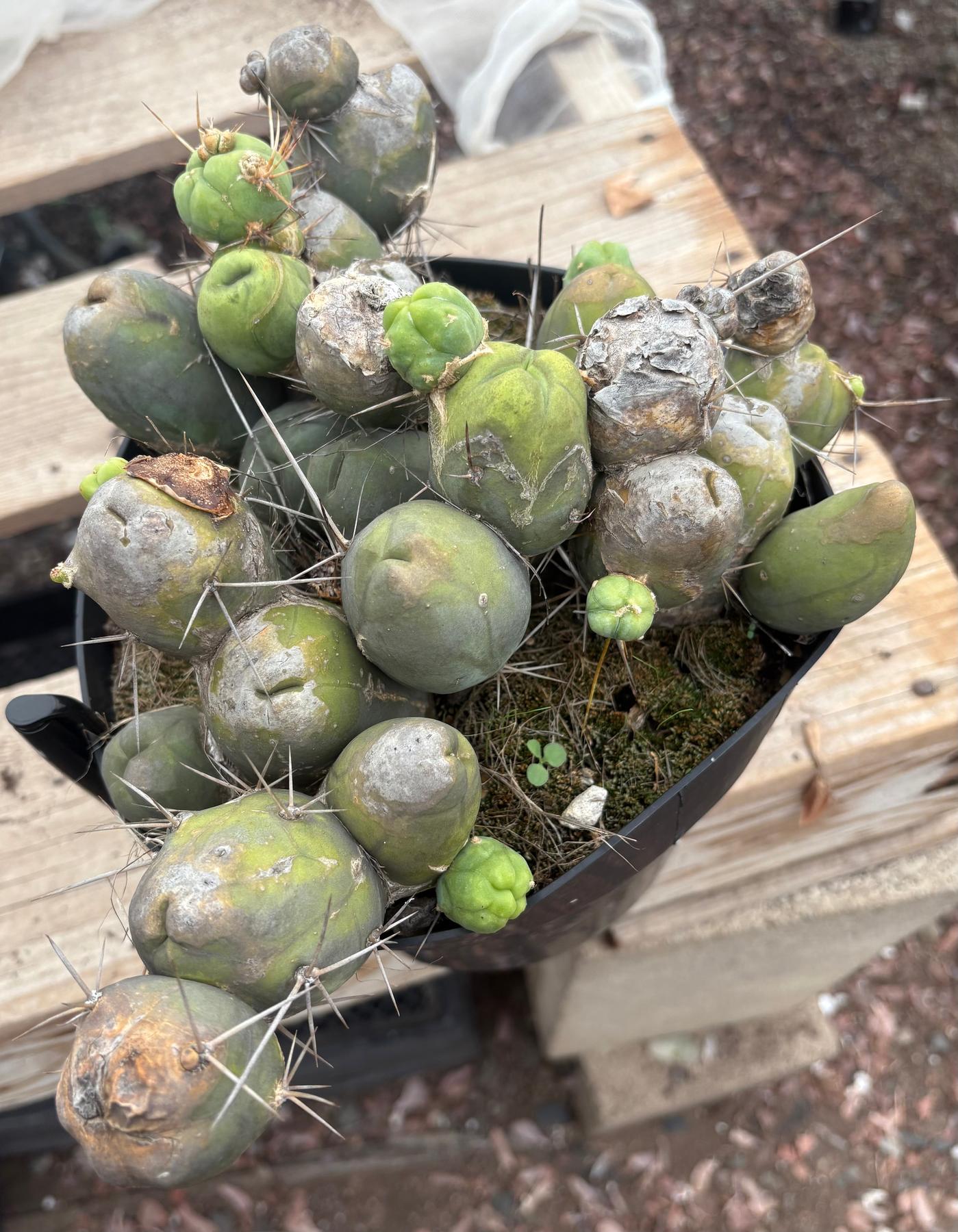 #EC39 EXACT Trichocereus Bridgesii Monstrose TBM Cactus 30+ segments-Cactus - Large - Exact-The Succulent Source