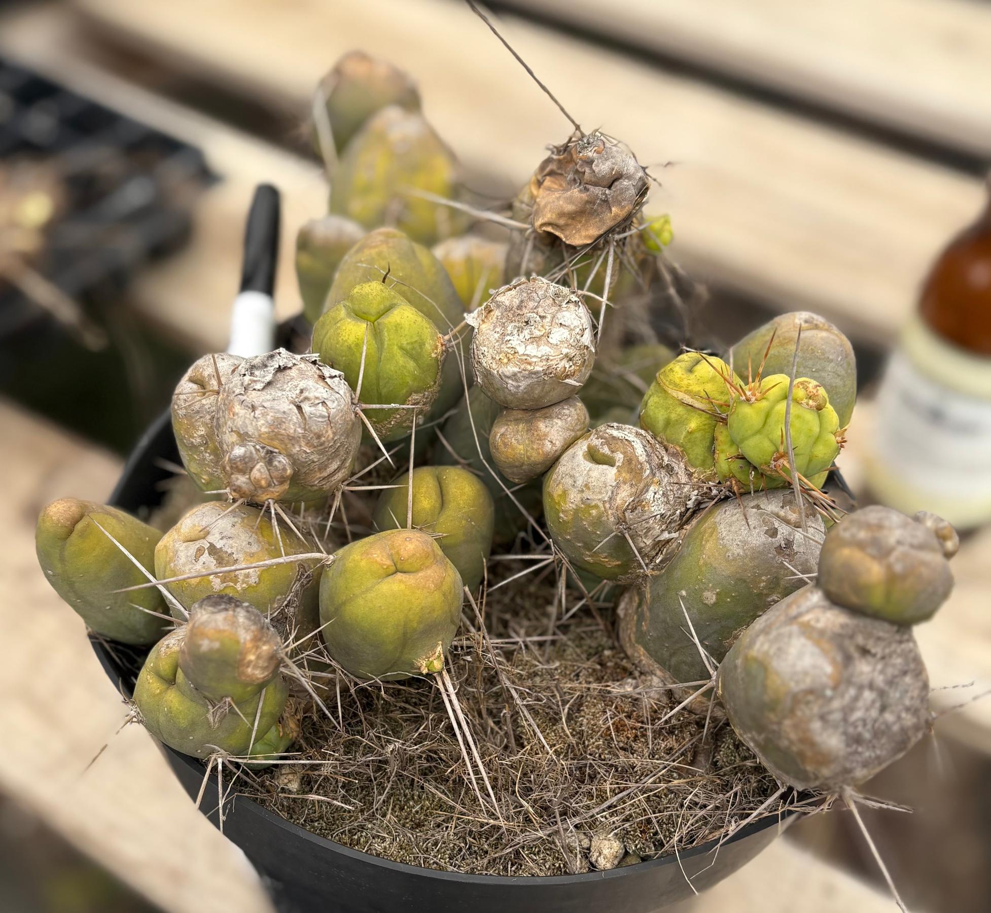 #EC39 EXACT Trichocereus Bridgesii Monstrose TBM Cactus 30+ segments-Cactus - Large - Exact-The Succulent Source