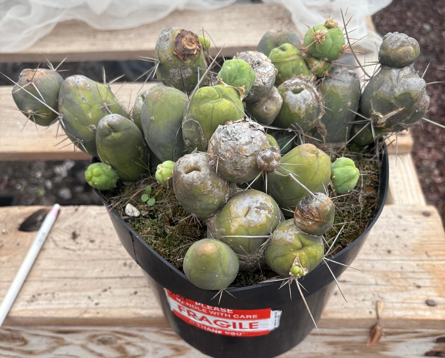 #EC39 EXACT Trichocereus Bridgesii Monstrose TBM Cactus 30+ segments-Cactus - Large - Exact-The Succulent Source