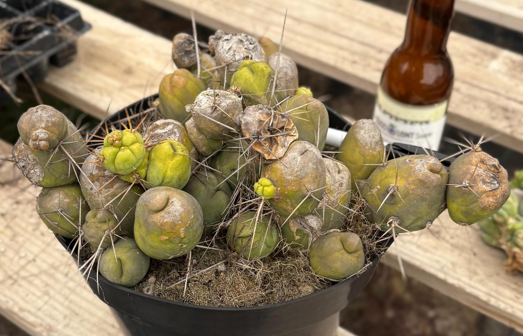 #EC39 EXACT Trichocereus Bridgesii Monstrose TBM Cactus 30+ segments-Cactus - Large - Exact-The Succulent Source