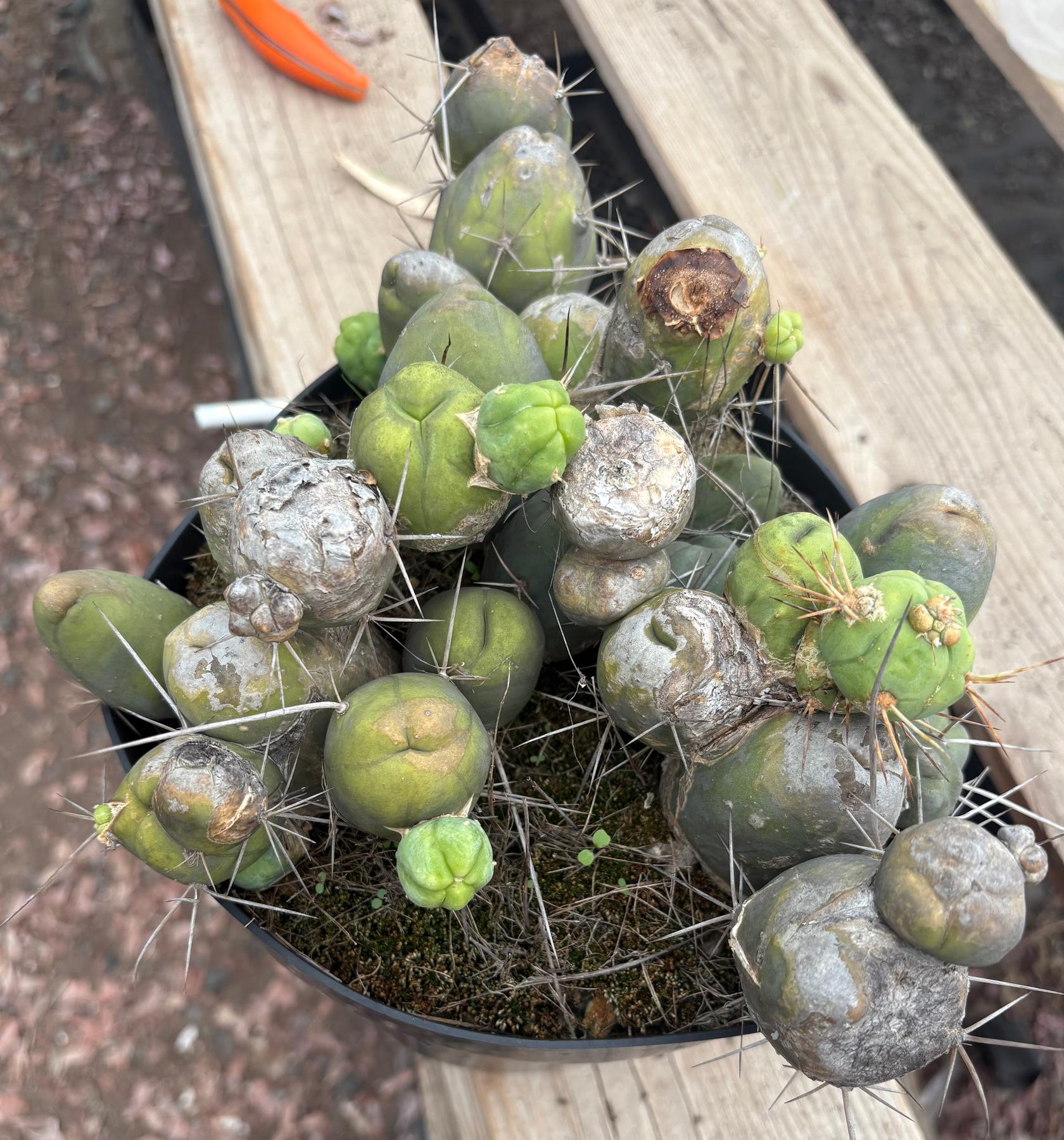 #EC39 EXACT Trichocereus Bridgesii Monstrose TBM Cactus 30+ segments-Cactus - Large - Exact-The Succulent Source