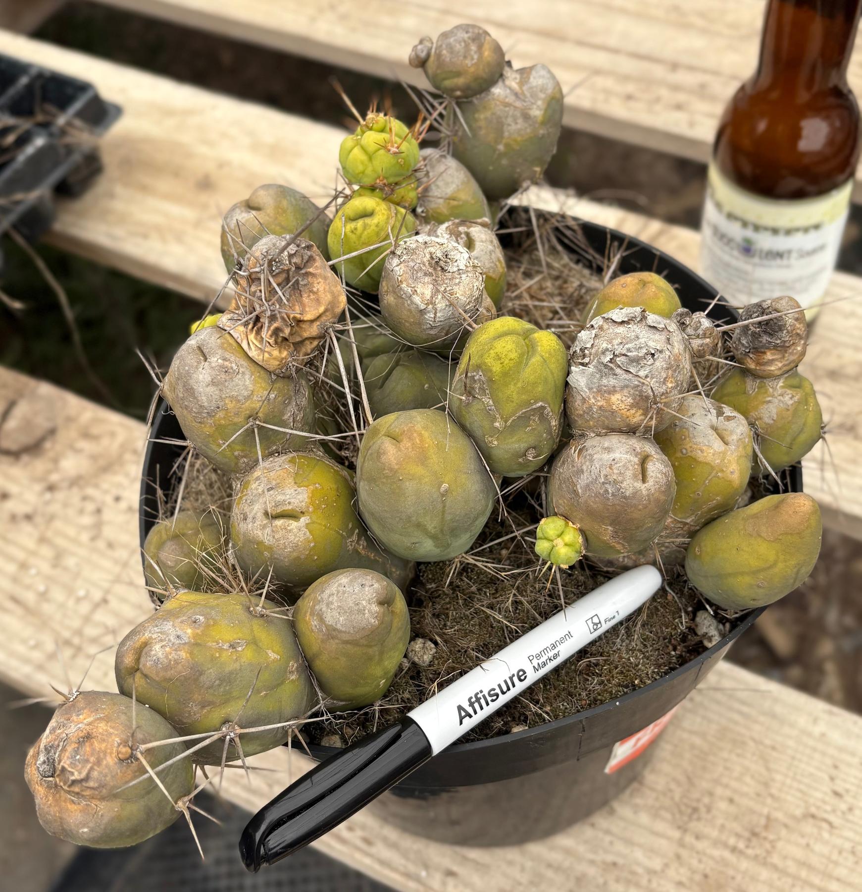 #EC39 EXACT Trichocereus Bridgesii Monstrose TBM Cactus 30+ segments-Cactus - Large - Exact-The Succulent Source