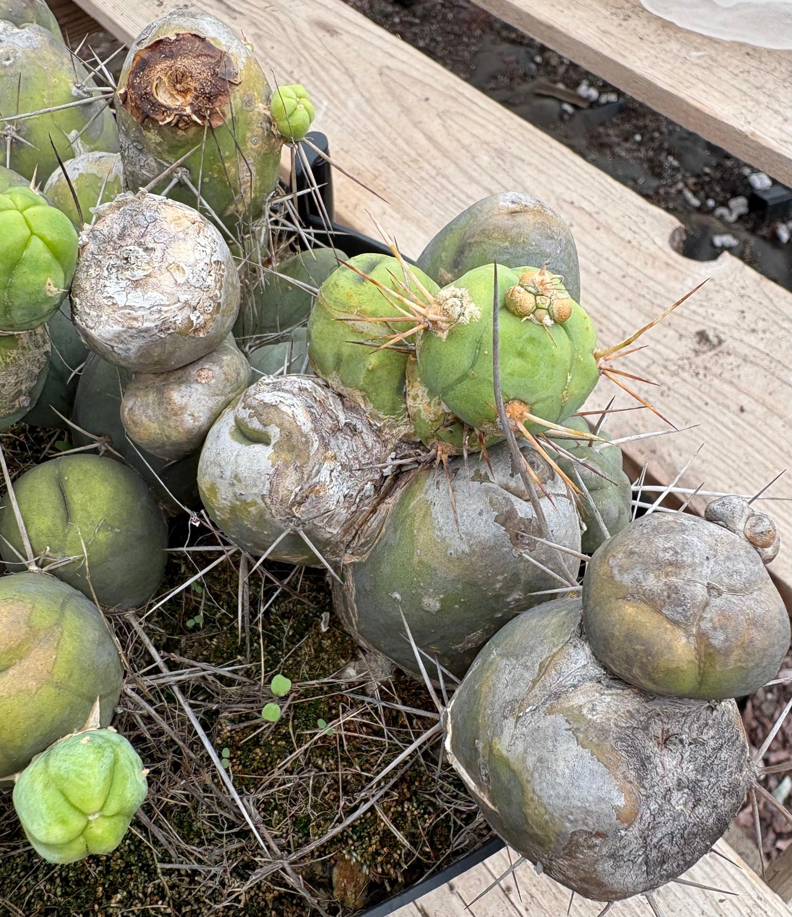 #EC39 EXACT Trichocereus Bridgesii Monstrose TBM Cactus 30+ segments-Cactus - Large - Exact-The Succulent Source