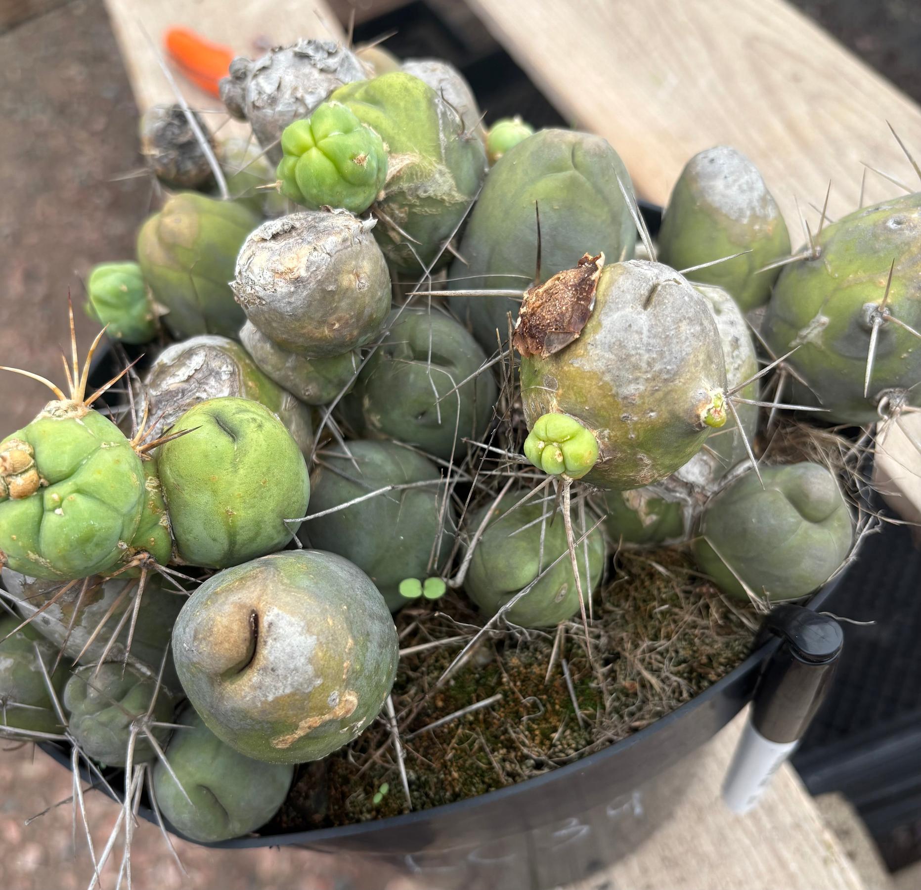 #EC39 EXACT Trichocereus Bridgesii Monstrose TBM Cactus 30+ segments-Cactus - Large - Exact-The Succulent Source