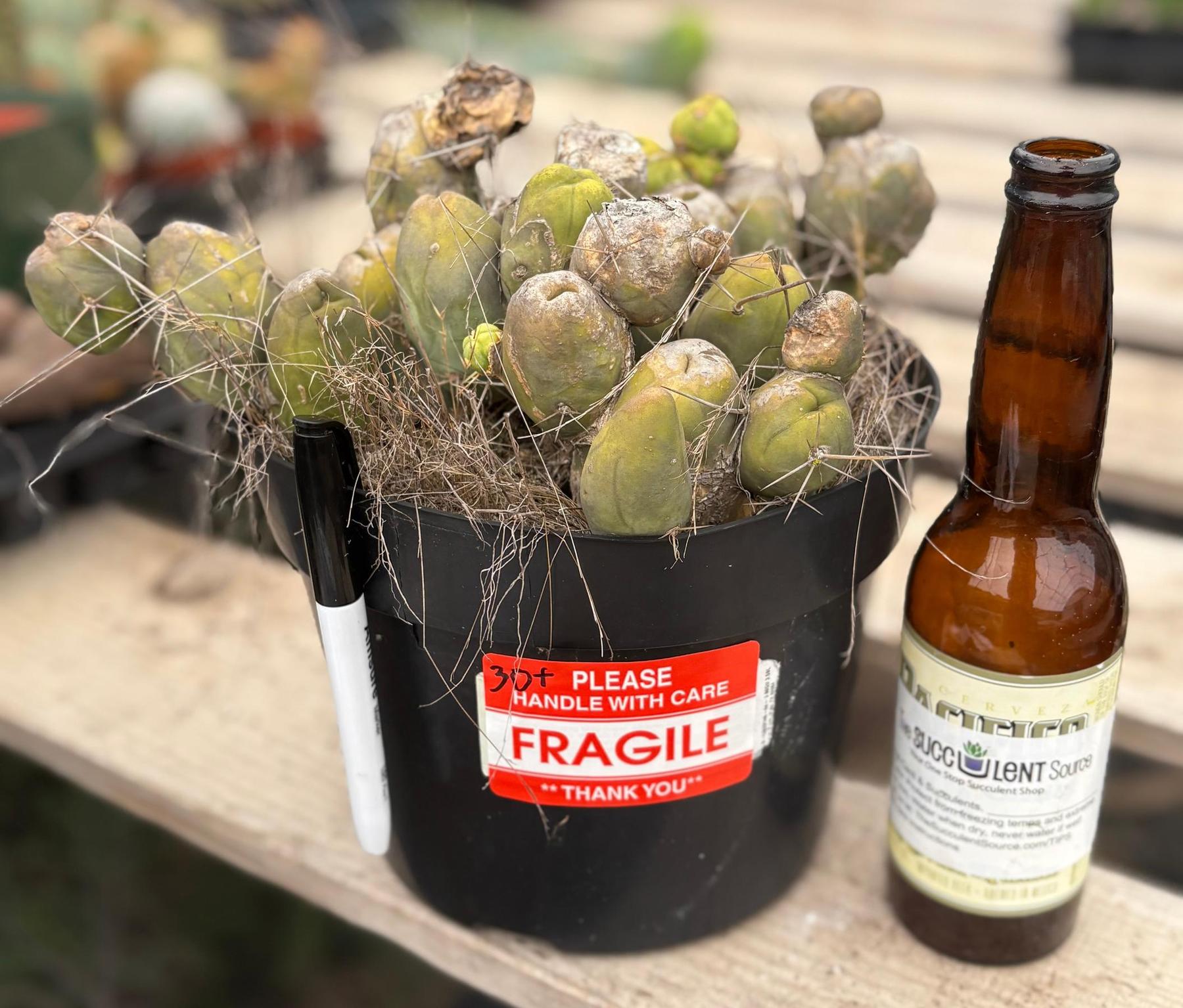 #EC39 EXACT Trichocereus Bridgesii Monstrose TBM Cactus 30+ segments-Cactus - Large - Exact-The Succulent Source