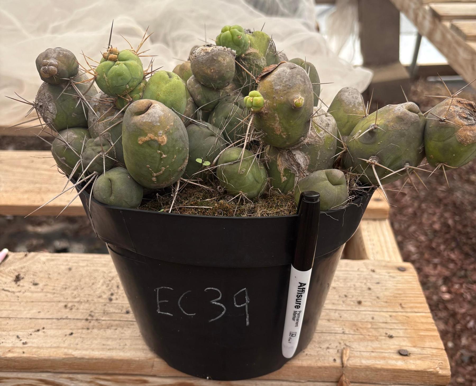 #EC39 EXACT Trichocereus Bridgesii Monstrose TBM Cactus 30+ segments-Cactus - Large - Exact-The Succulent Source