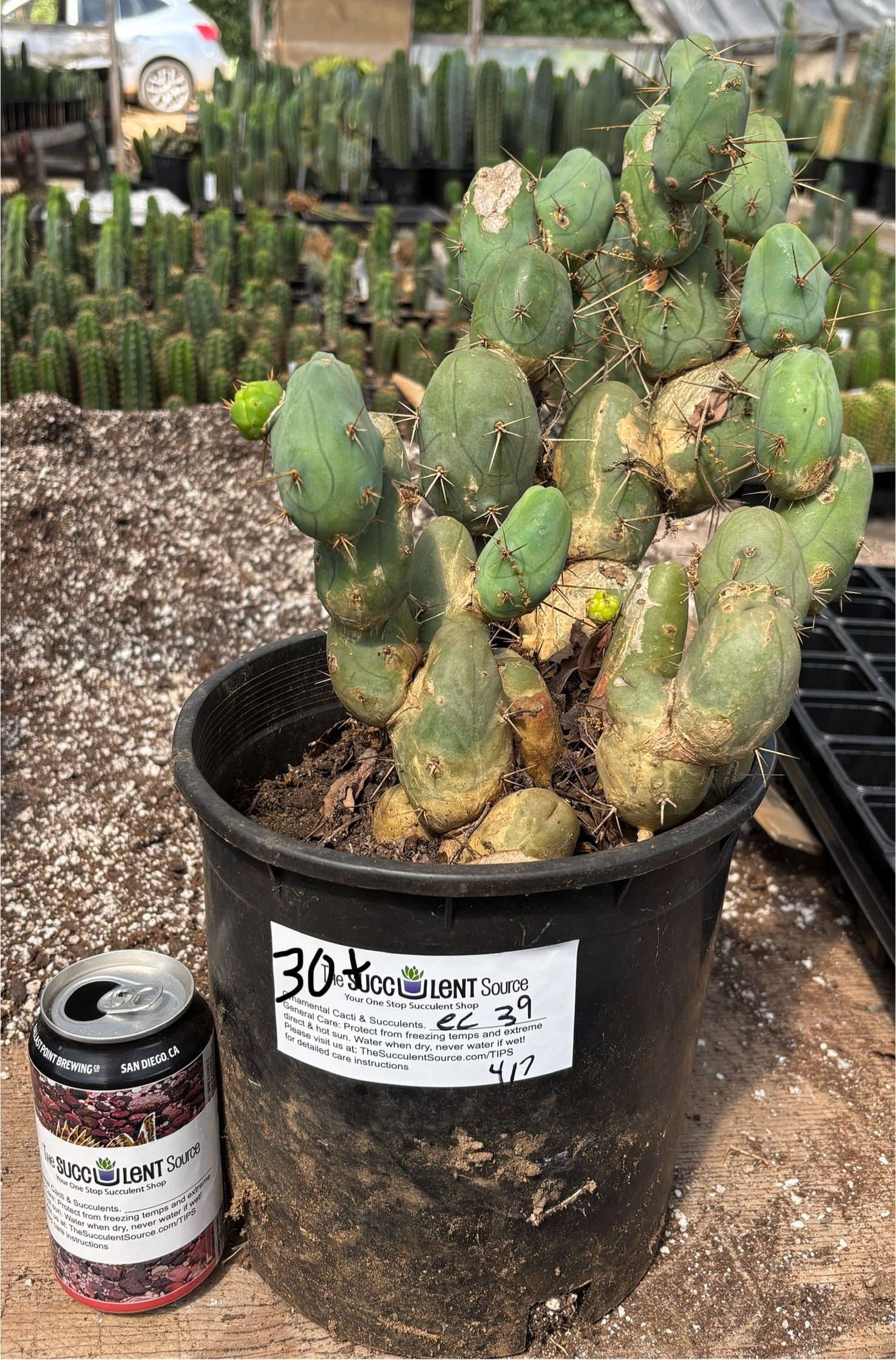 #EC39 EXACT Trichocereus Bridgesii Monstrose TBM Cactus 30+ segments-Cactus - Large - Exact-The Succulent Source
