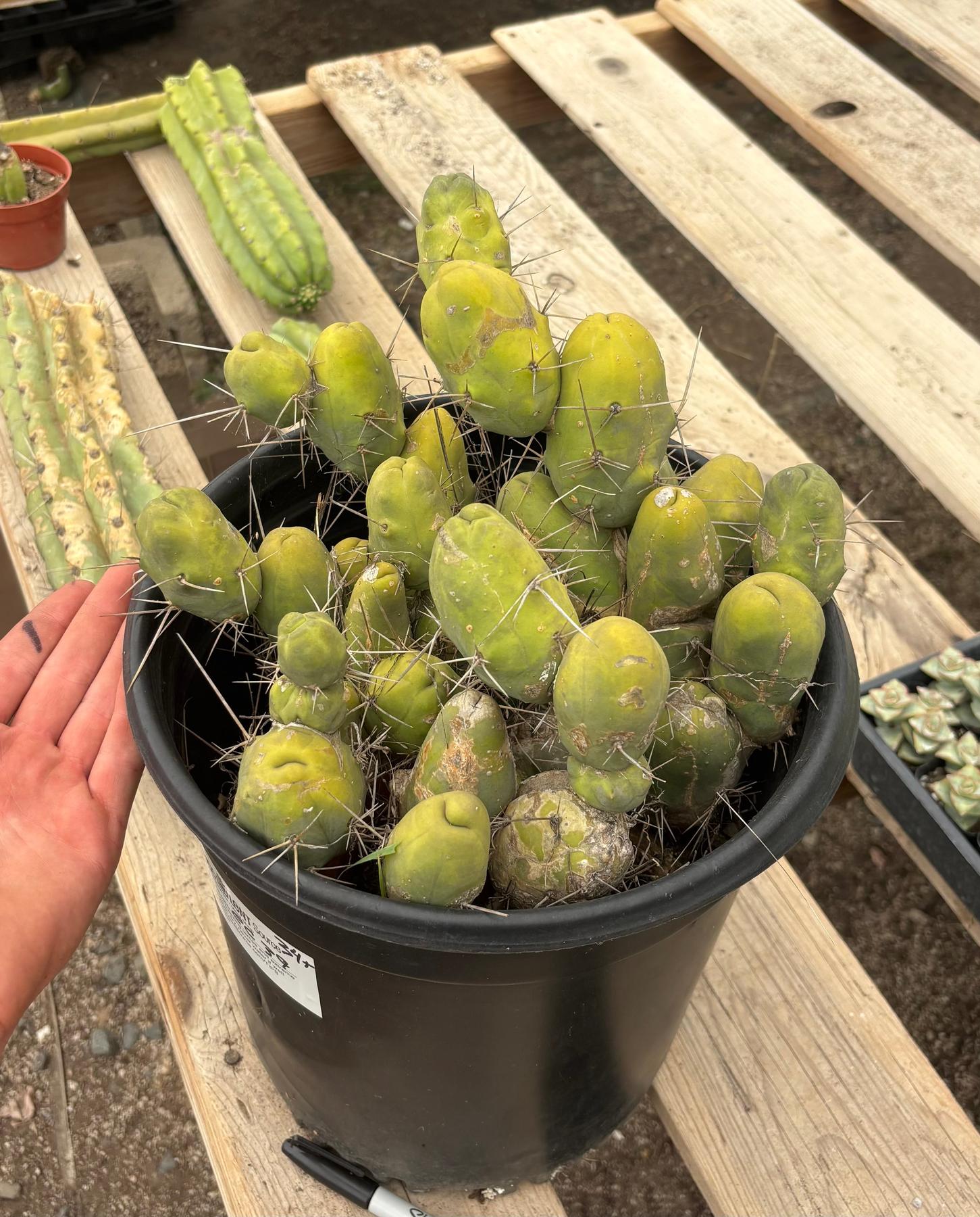 #EC39 EXACT Trichocereus Bridgesii Monstrose TBM Cactus 34+ segments-Cactus - Large - Exact-The Succulent Source