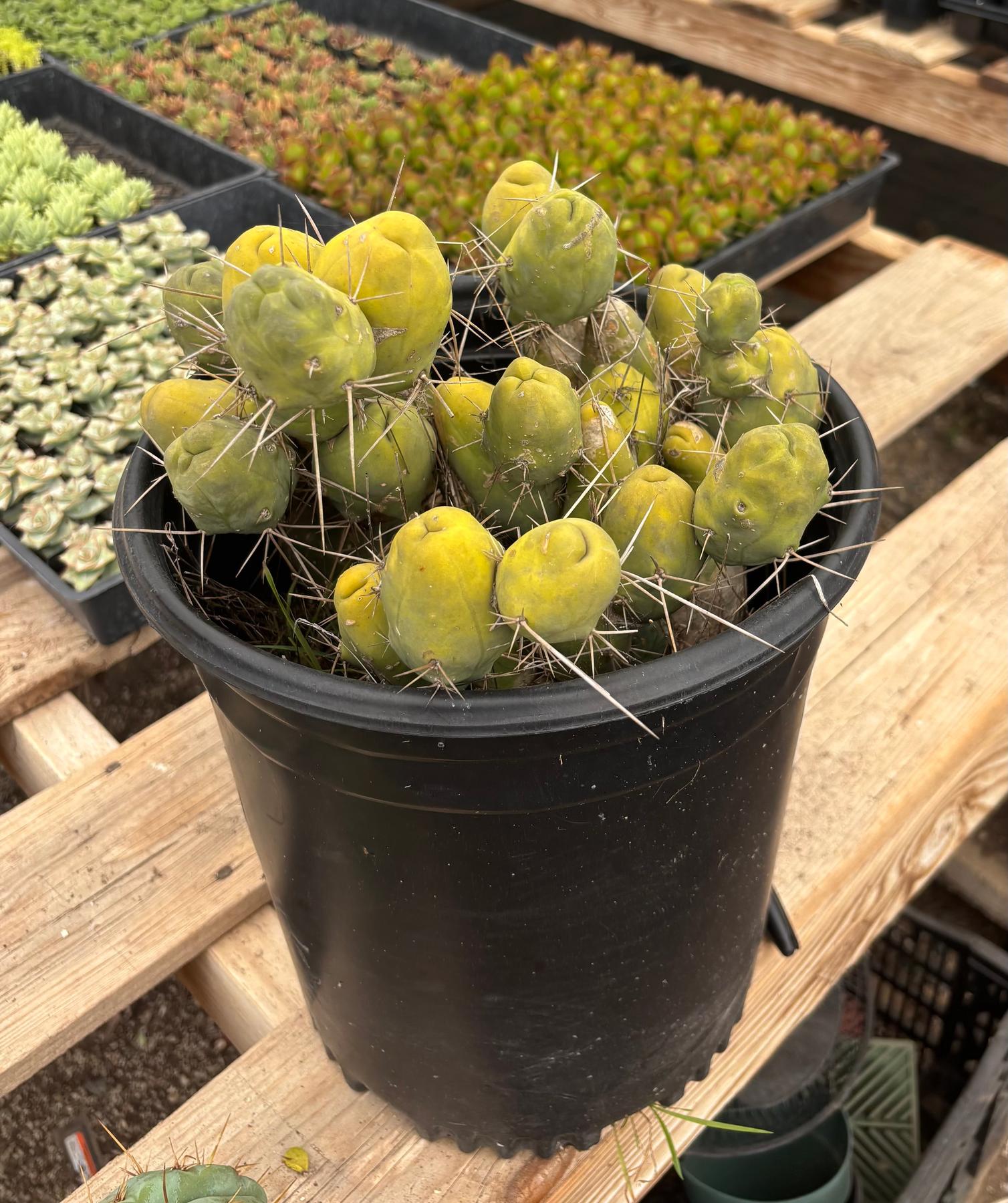 #EC39 EXACT Trichocereus Bridgesii Monstrose TBM Cactus 34+ segments-Cactus - Large - Exact-The Succulent Source