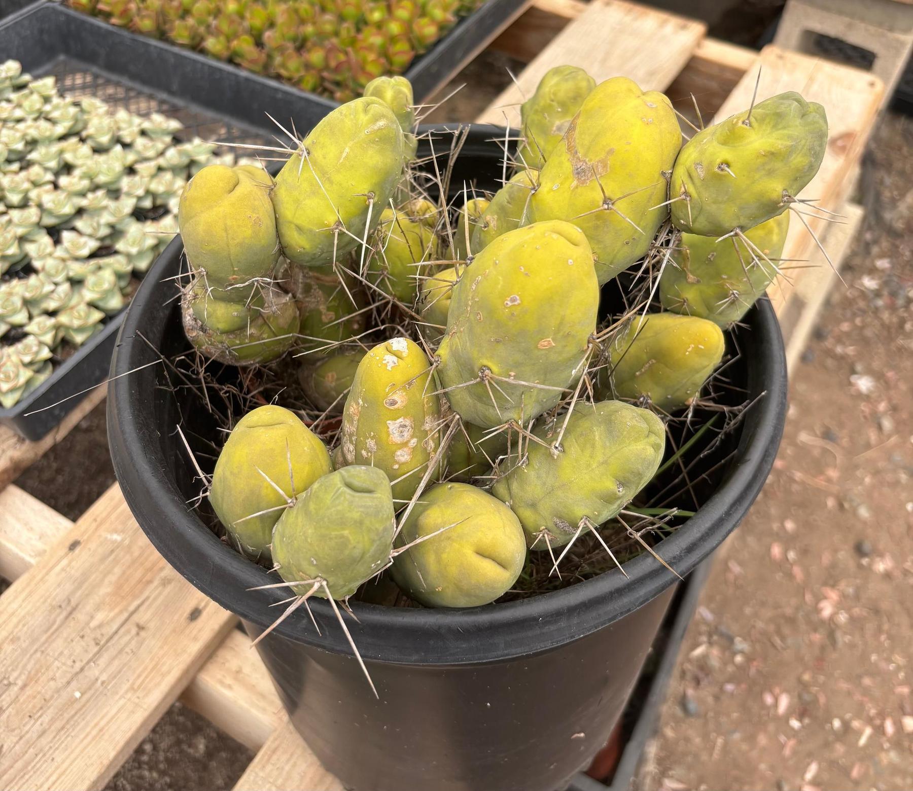 #EC39 EXACT Trichocereus Bridgesii Monstrose TBM Cactus 34+ segments-Cactus - Large - Exact-The Succulent Source