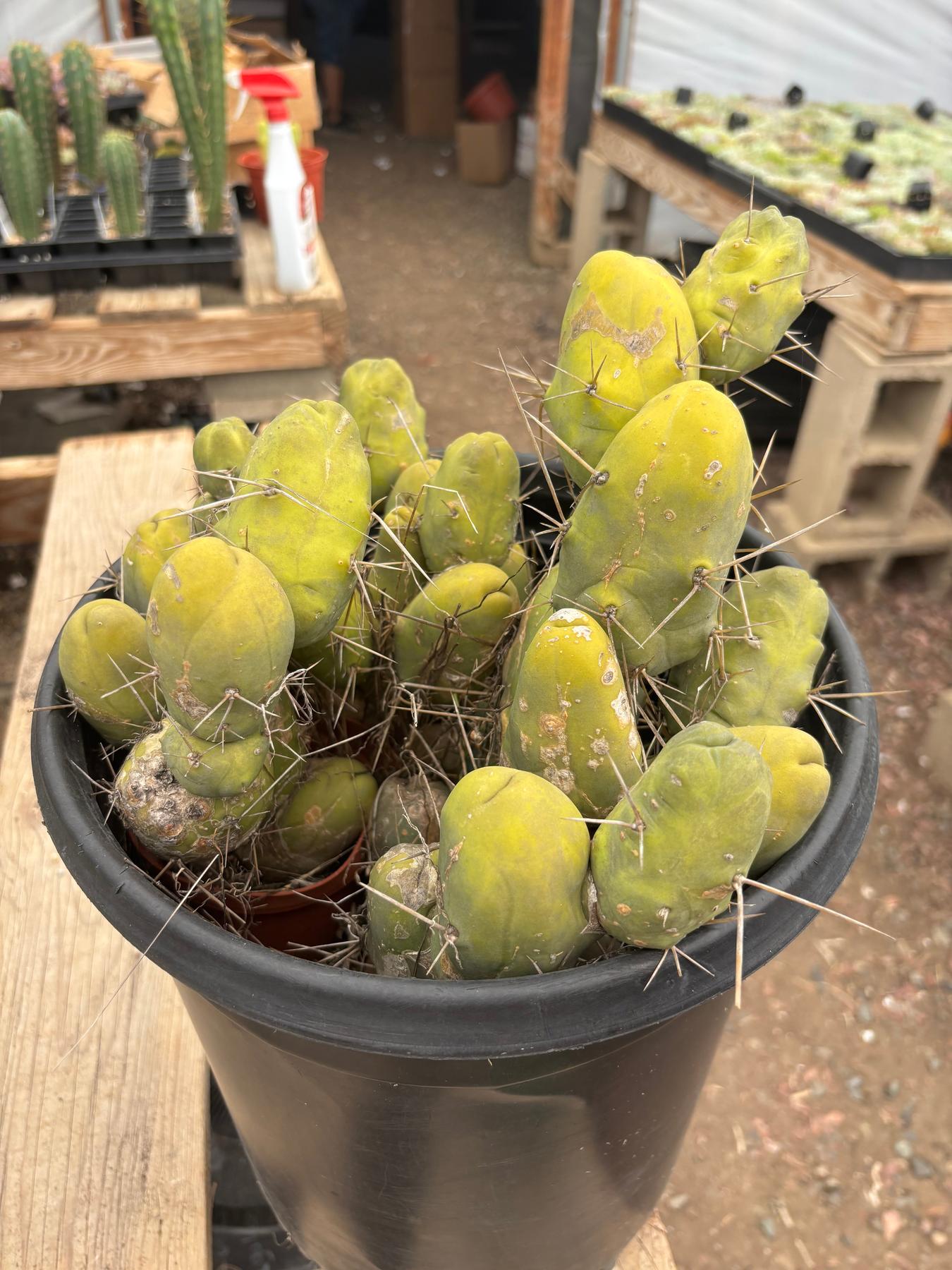 #EC39 EXACT Trichocereus Bridgesii Monstrose TBM Cactus 34+ segments-Cactus - Large - Exact-The Succulent Source