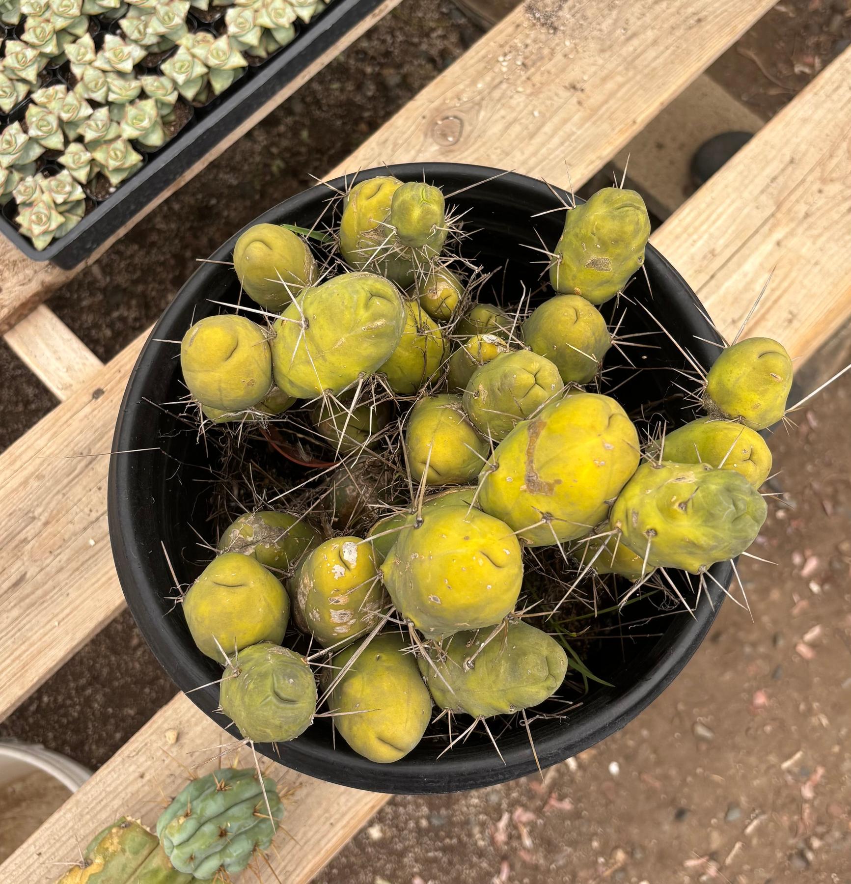 #EC39 EXACT Trichocereus Bridgesii Monstrose TBM Cactus 34+ segments-Cactus - Large - Exact-The Succulent Source