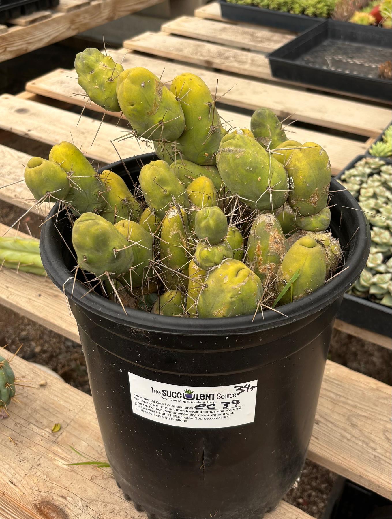 #EC39 EXACT Trichocereus Bridgesii Monstrose TBM Cactus 34+ segments-Cactus - Large - Exact-The Succulent Source