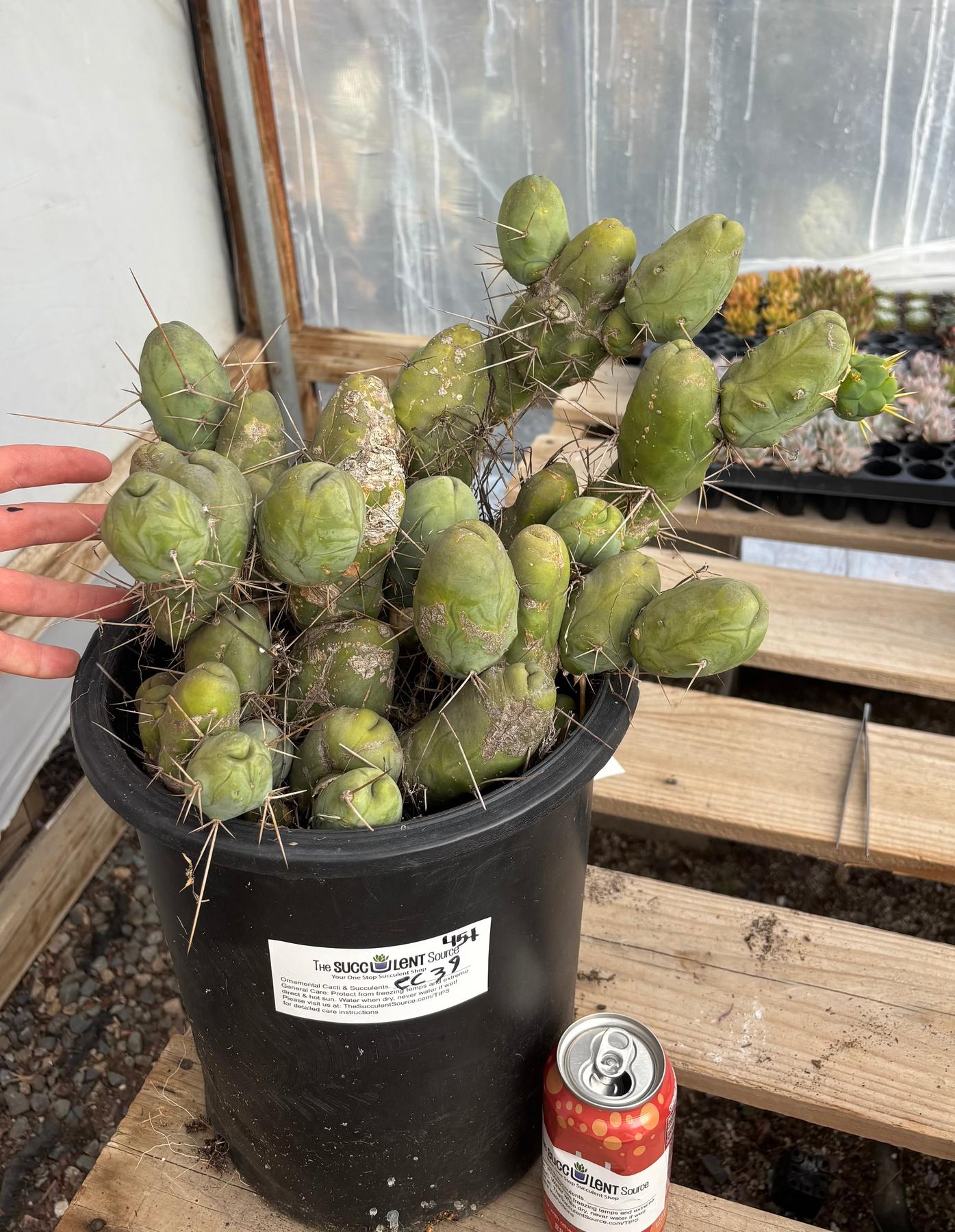 #EC39 EXACT Trichocereus Bridgesii Monstrose TBM Cactus 45+ segments-Cactus - Large - Exact-The Succulent Source