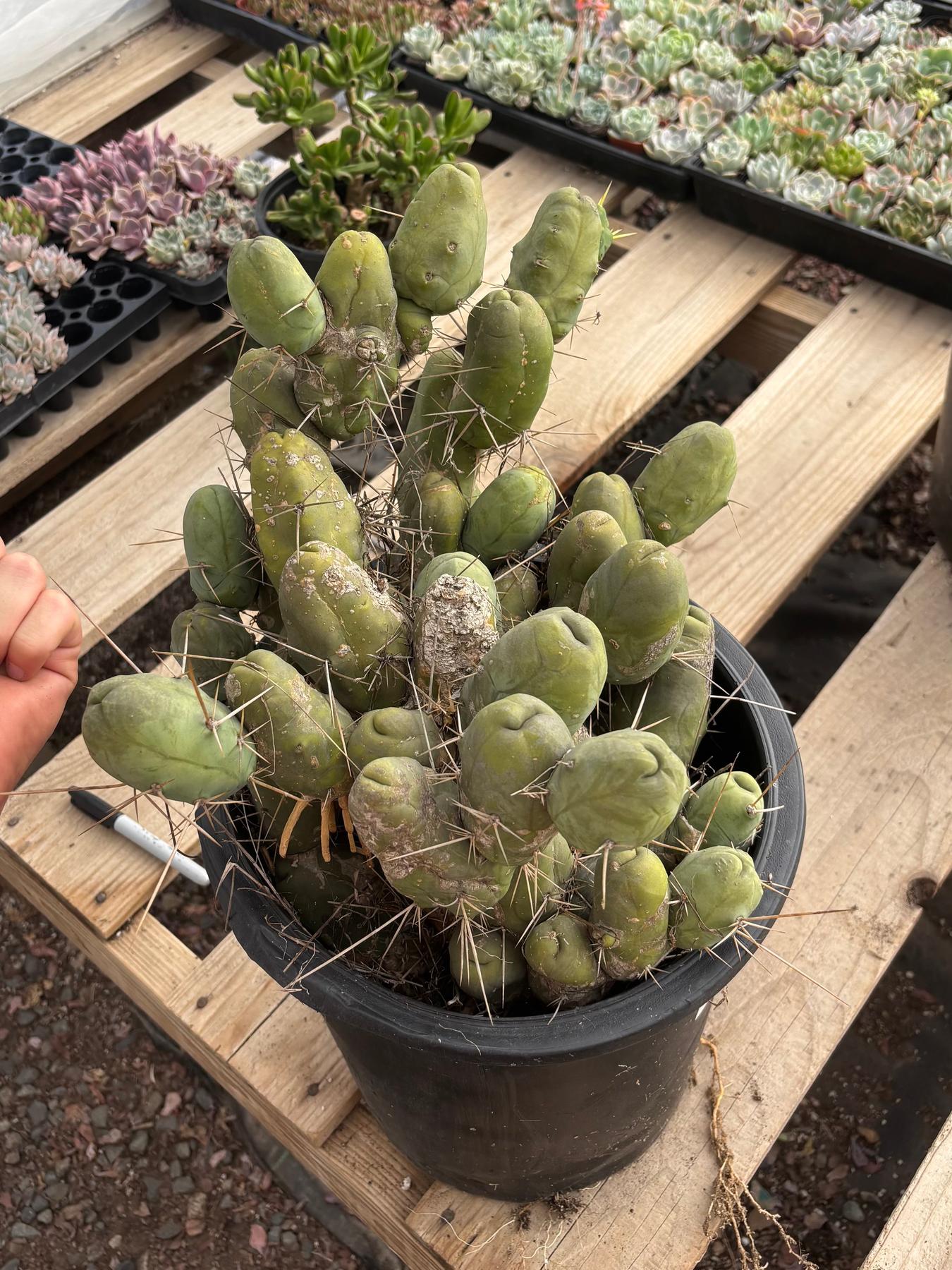 #EC39 EXACT Trichocereus Bridgesii Monstrose TBM Cactus 45+ segments-Cactus - Large - Exact-The Succulent Source