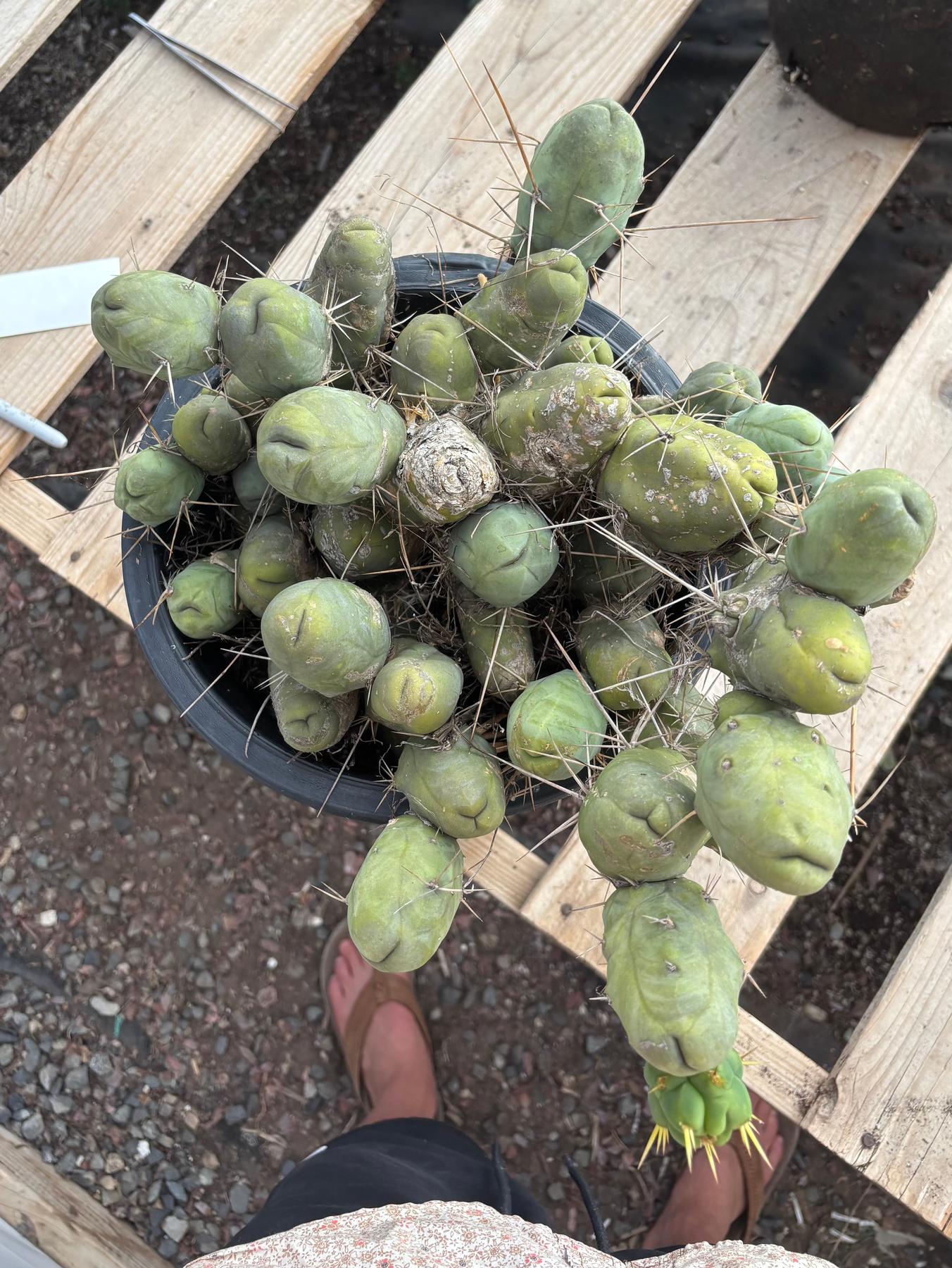 #EC39 EXACT Trichocereus Bridgesii Monstrose TBM Cactus 45+ segments-Cactus - Large - Exact-The Succulent Source