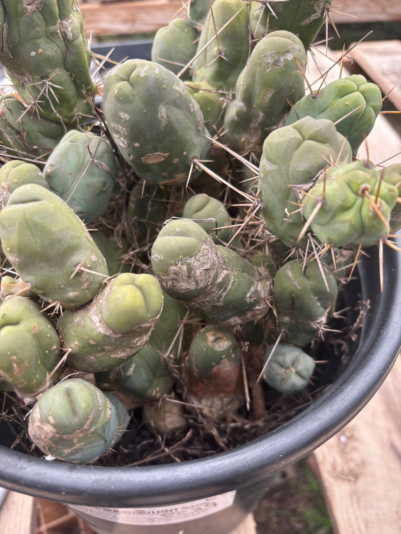 #EC39 EXACT Trichocereus Bridgesii Monstrose TBM Cactus 50+ segments-Cactus - Large - Exact-The Succulent Source