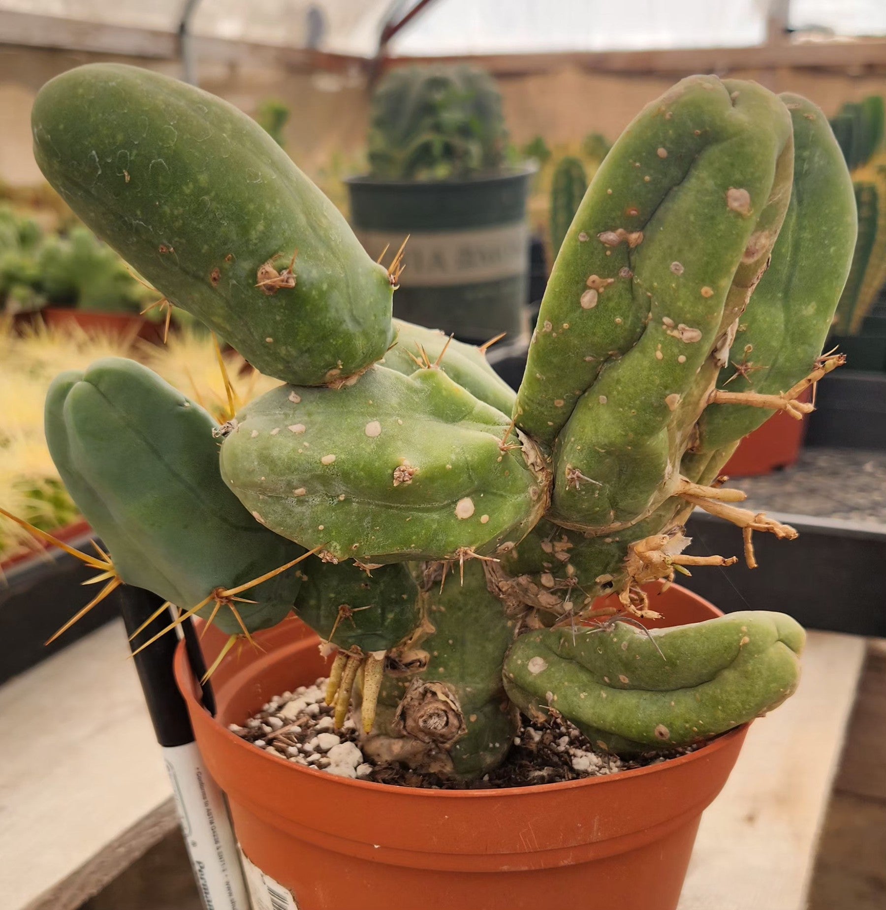 #EC39 EXACT Trichocereus Bridgesii Monstrose TBM Cactus-Cactus - Large - Exact-The Succulent Source