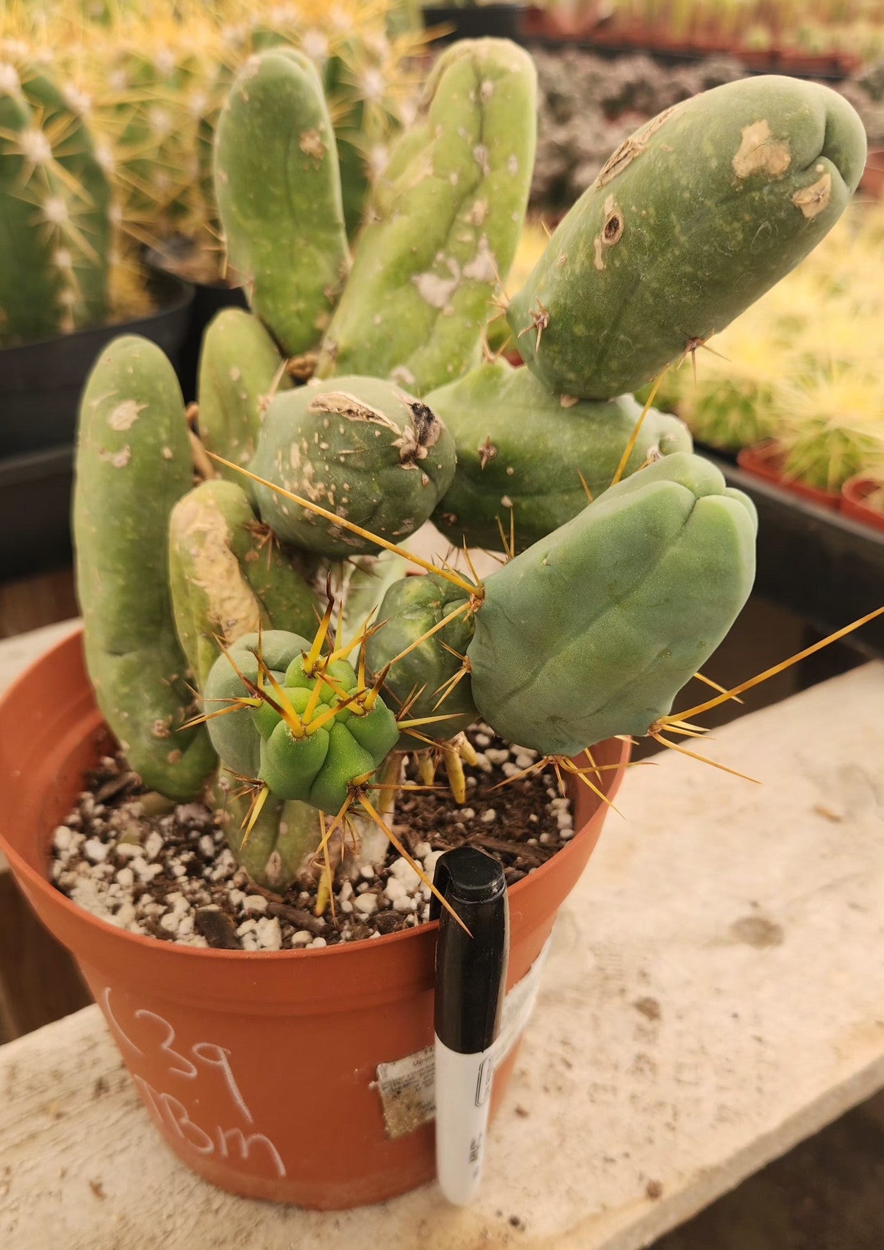 #EC39 EXACT Trichocereus Bridgesii Monstrose TBM Cactus-Cactus - Large - Exact-The Succulent Source