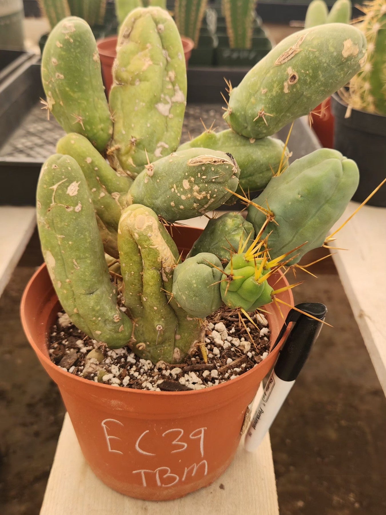 #EC39 EXACT Trichocereus Bridgesii Monstrose TBM Cactus-Cactus - Large - Exact-The Succulent Source