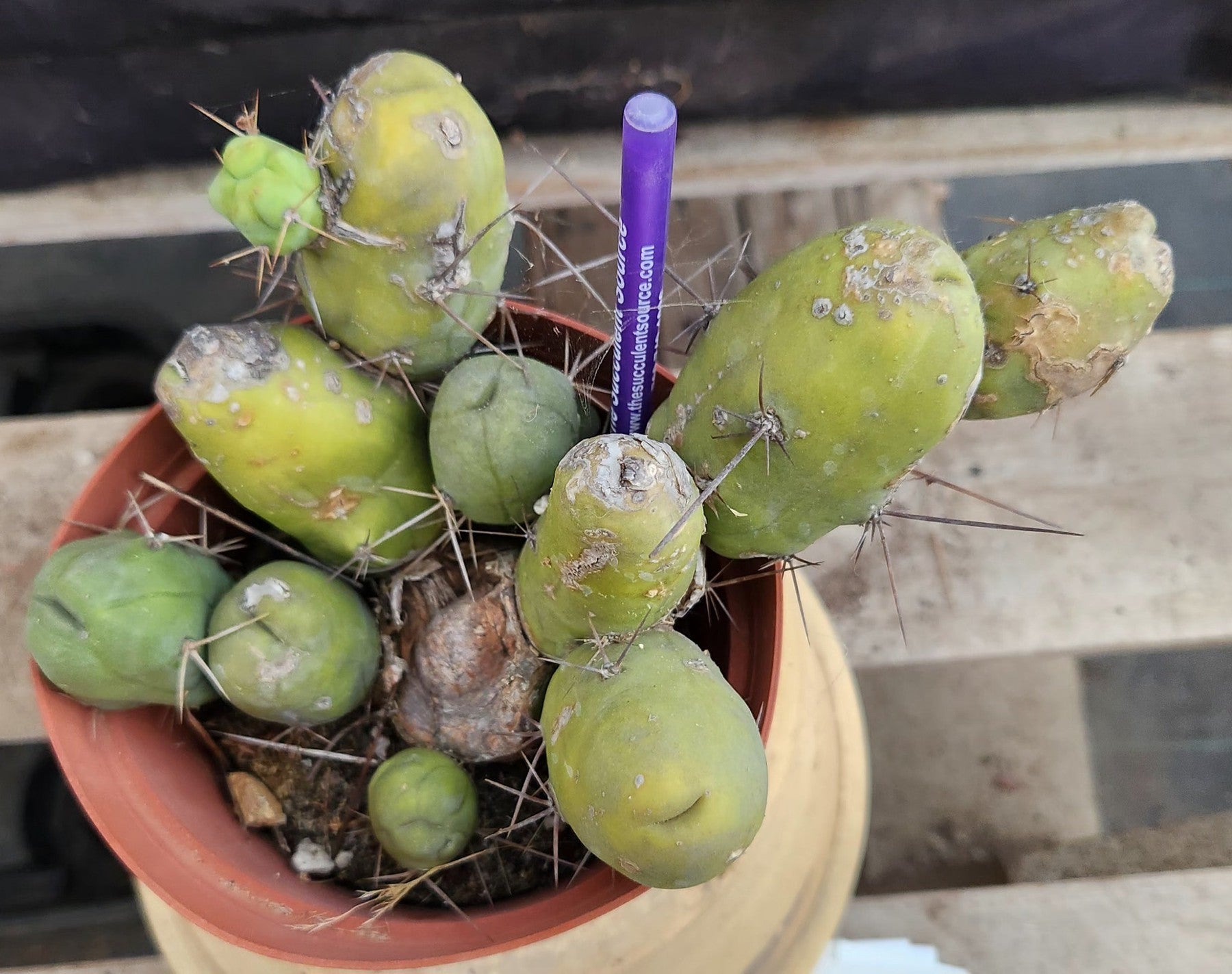 San Pedro Cactus for Sale Trichocereus EC39 EXACT Trichocereus