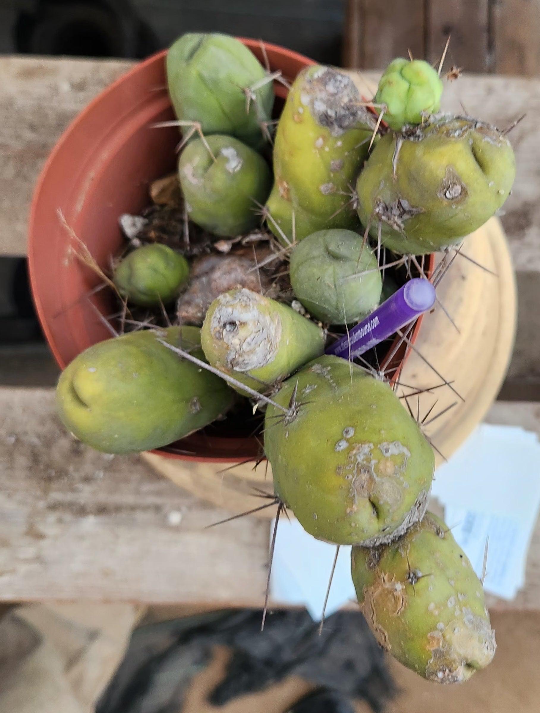 San Pedro Cactus for Sale Trichocereus EC39 EXACT Trichocereus