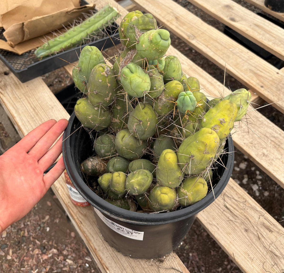#EC39 EXACT Trichocereus Bridgesii Monstrose TBM Cactus 48+ segments-Cactus - Large - Exact-The Succulent Source