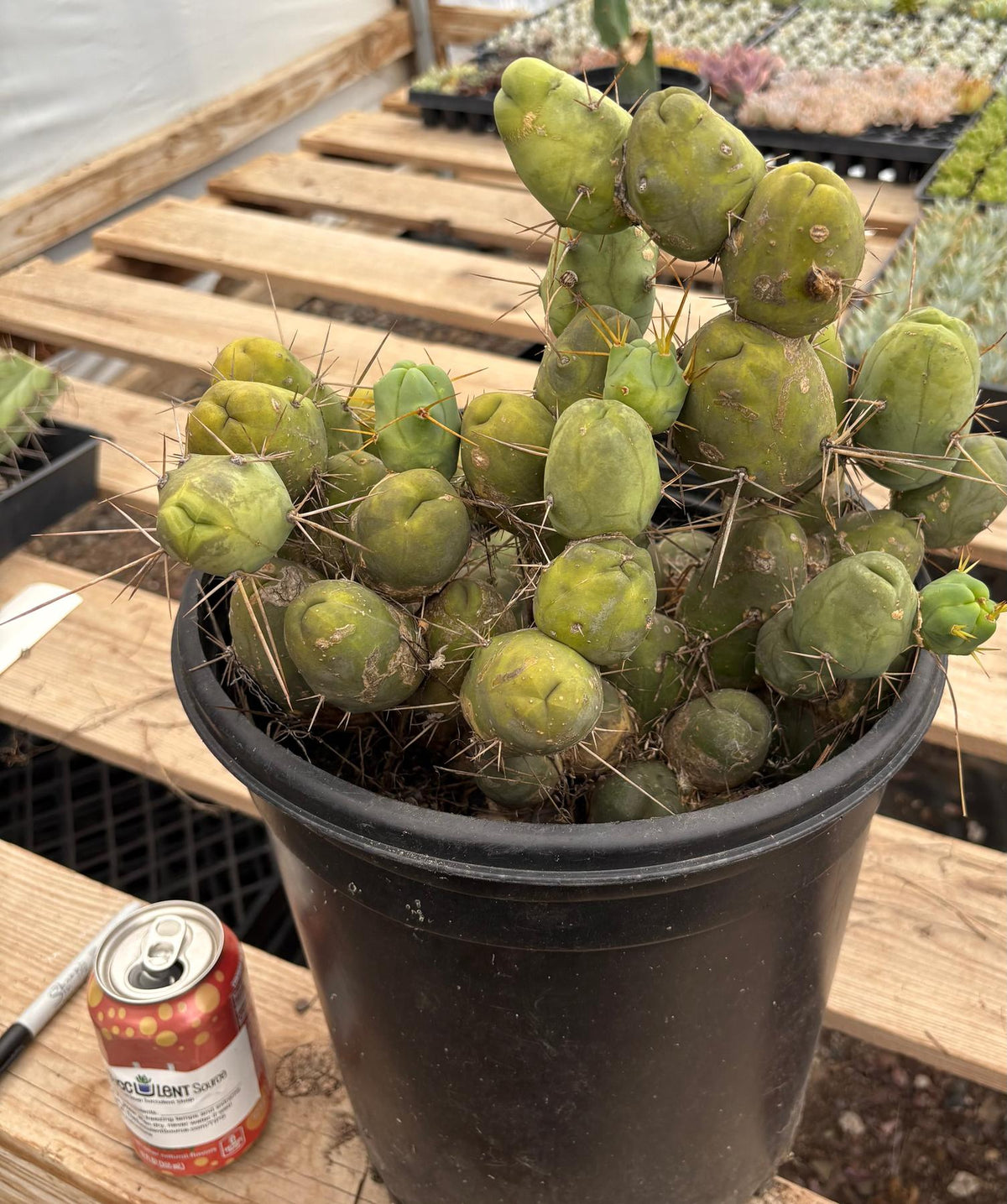 #EC39 EXACT Trichocereus Bridgesii Monstrose TBM Cactus 48+ segments-Cactus - Large - Exact-The Succulent Source