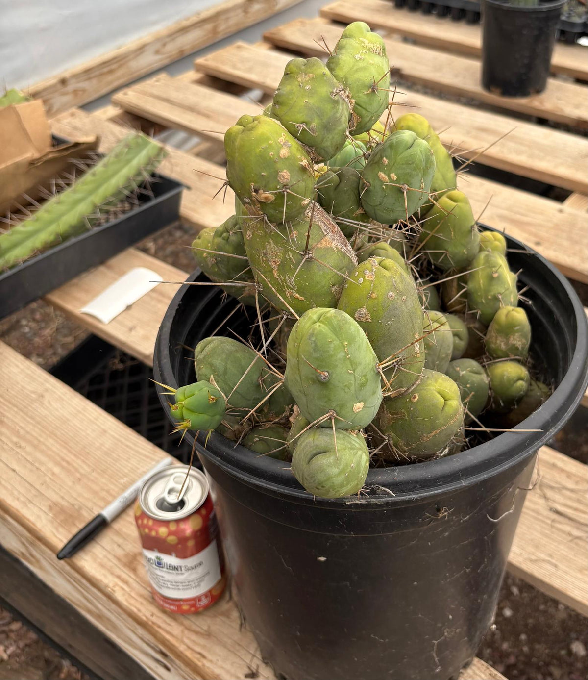 #EC39 EXACT Trichocereus Bridgesii Monstrose TBM Cactus 48+ segments-Cactus - Large - Exact-The Succulent Source