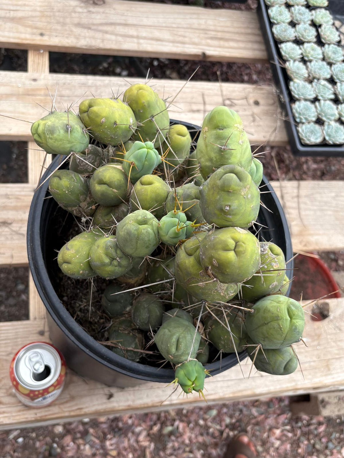 #EC39 EXACT Trichocereus Bridgesii Monstrose TBM Cactus 48+ segments-Cactus - Large - Exact-The Succulent Source