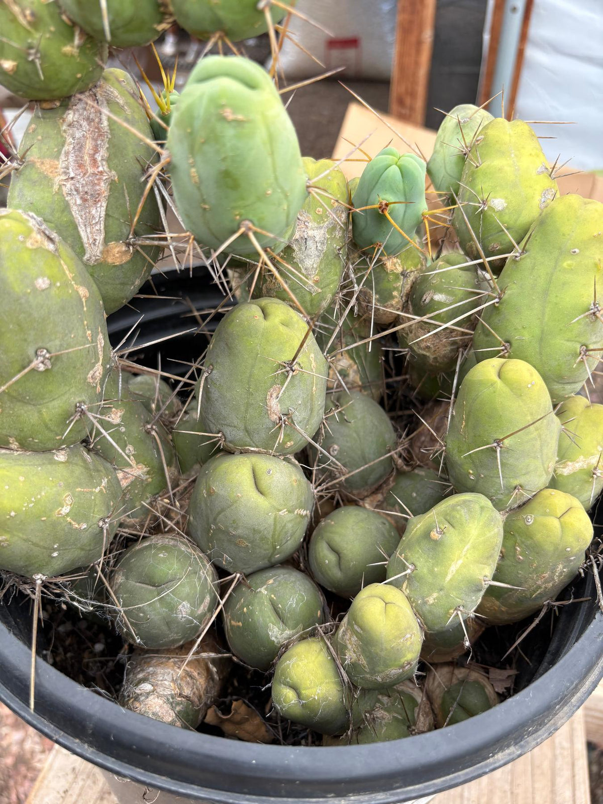 #EC39 EXACT Trichocereus Bridgesii Monstrose TBM Cactus 48+ segments-Cactus - Large - Exact-The Succulent Source