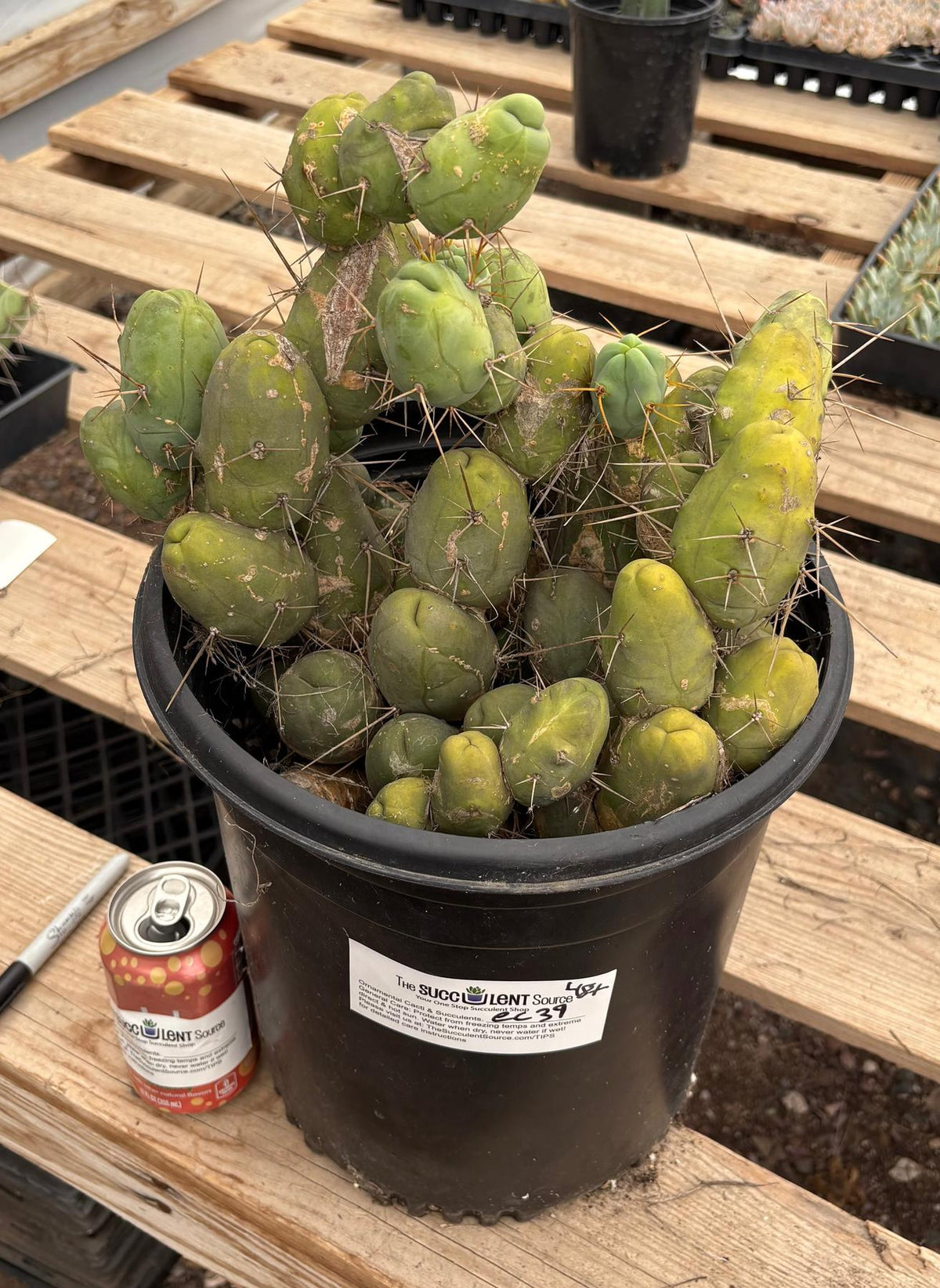 #EC39 EXACT Trichocereus Bridgesii Monstrose TBM Cactus 48+ segments-Cactus - Large - Exact-The Succulent Source