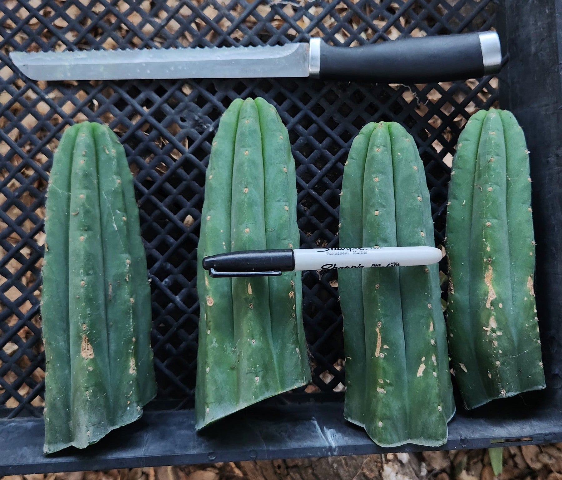 #EC390 EXACT Trichocereus Pachanoi (Not PC) Cactus Cutting 6"-Cactus - Large - Exact-The Succulent Source