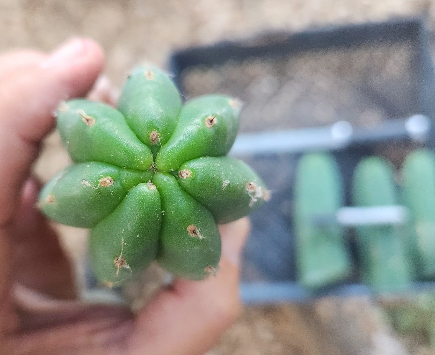 #EC390 EXACT Trichocereus Pachanoi (Not PC) Cactus Cutting 6"-Cactus - Large - Exact-The Succulent Source