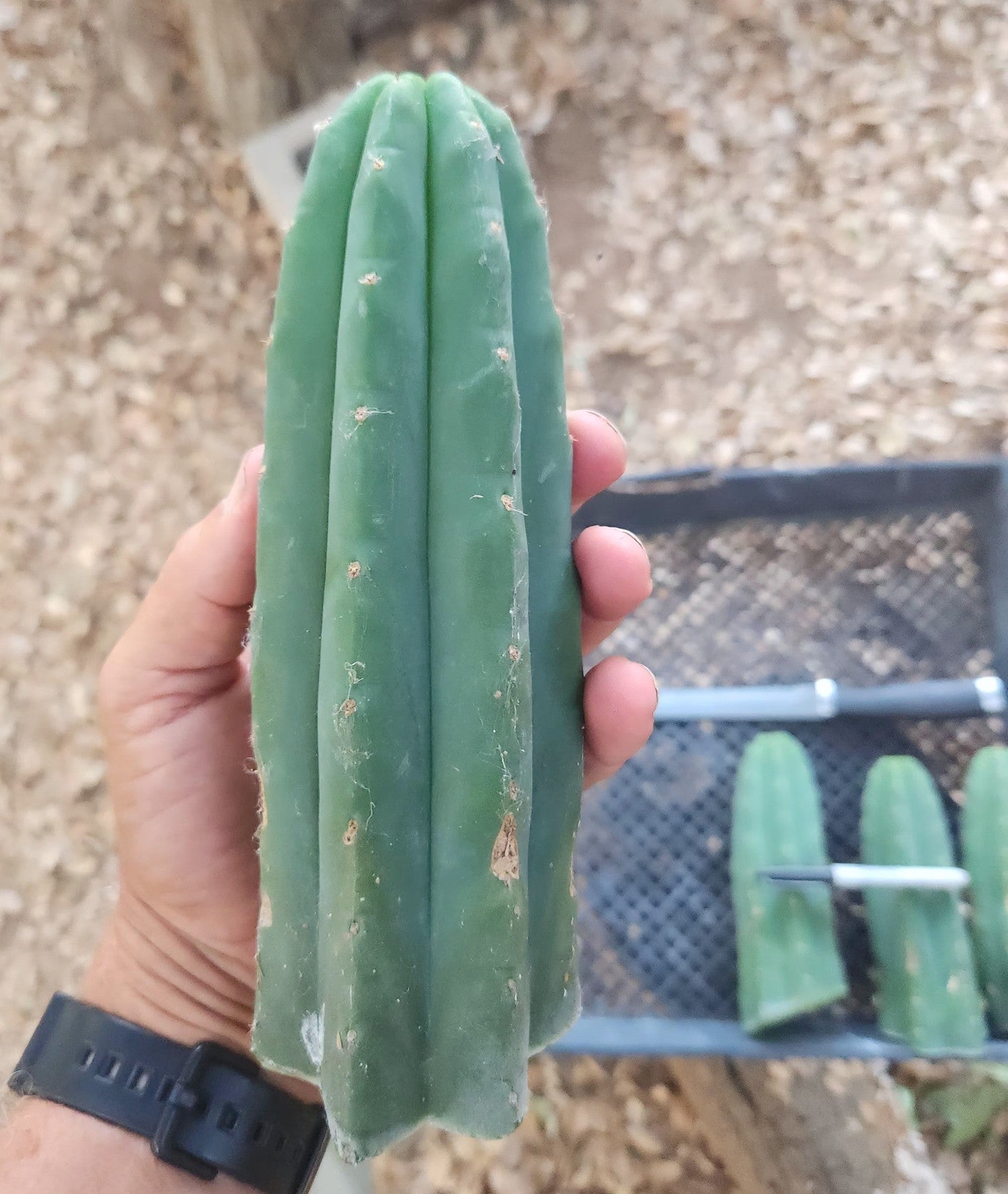 #EC390 EXACT Trichocereus Pachanoi (Not PC) Cactus Cutting 6"-Cactus - Large - Exact-The Succulent Source