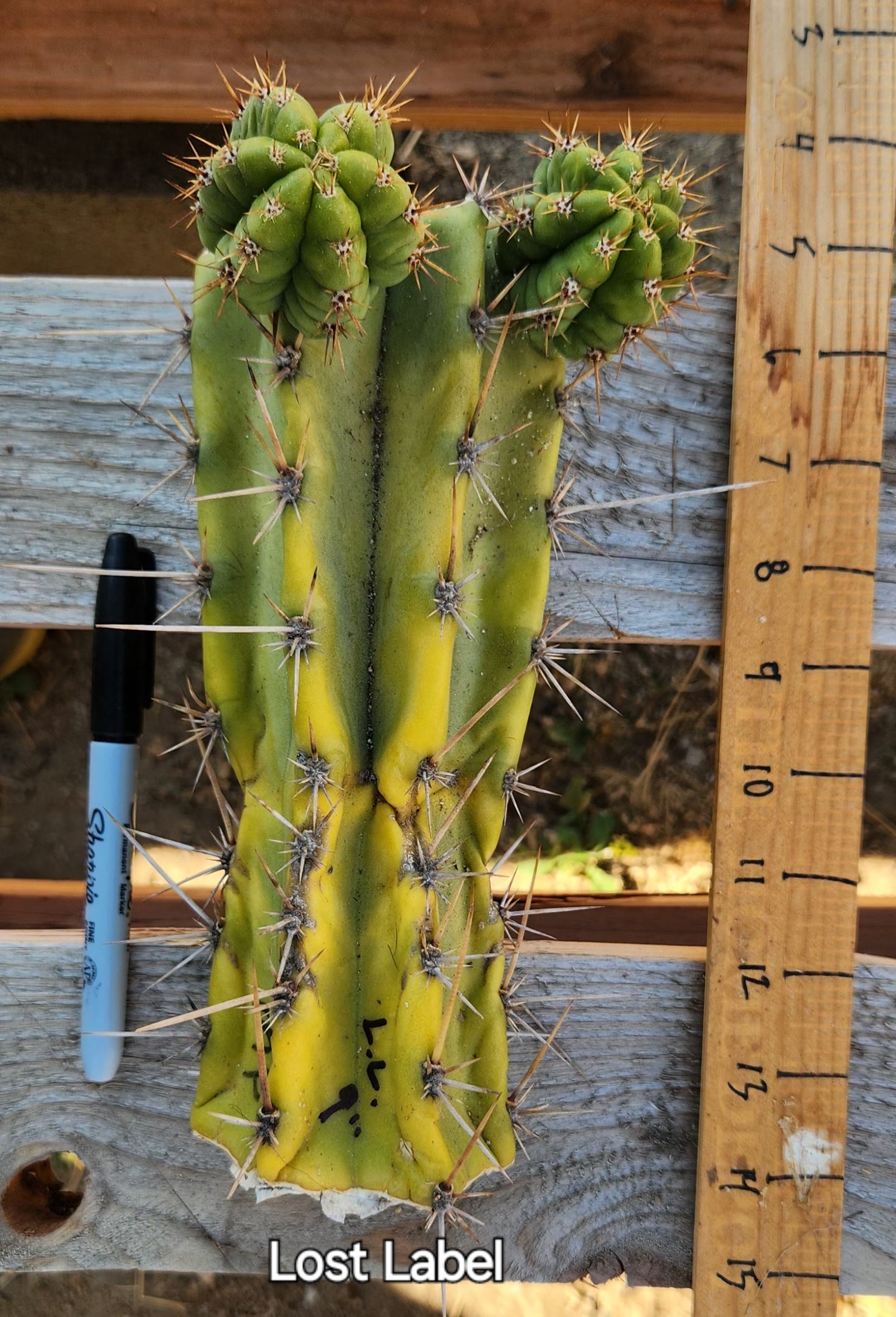 #EC391 EXACT Trichocereus Bargain $20-30$ Cactus Mid Cuttings-Cactus - Large - Exact-The Succulent Source