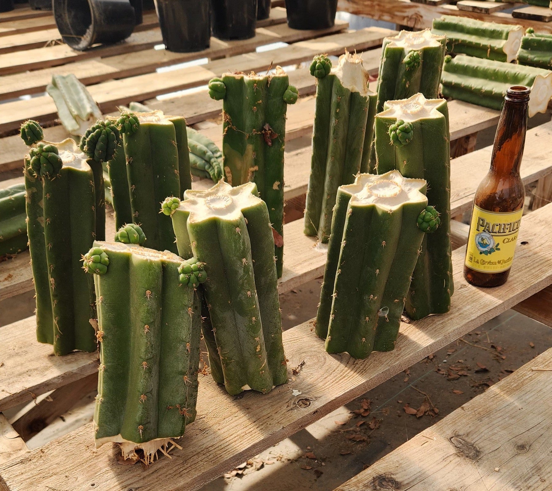 #EC391 EXACT Trichocereus Bargain $20-30$ Cactus Mid Cuttings-Cactus - Large - Exact-The Succulent Source