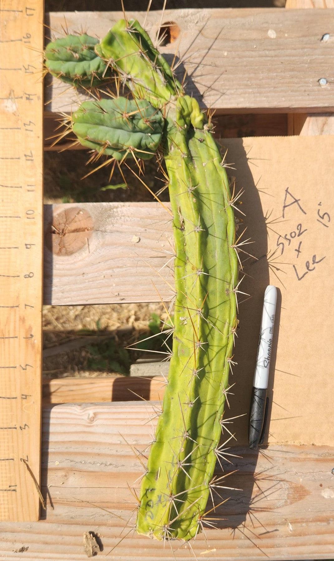 #EC391 EXACT Trichocereus Bargain $20-30$ Cactus Mid Cuttings-Cactus - Large - Exact-The Succulent Source