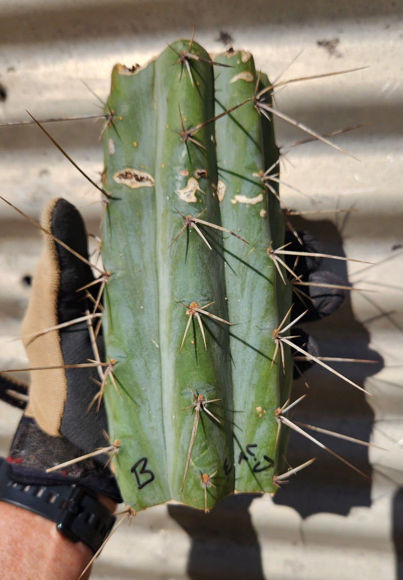 #EC391 EXACT Trichocereus Bargain $20-30$ Cactus Mid Cuttings