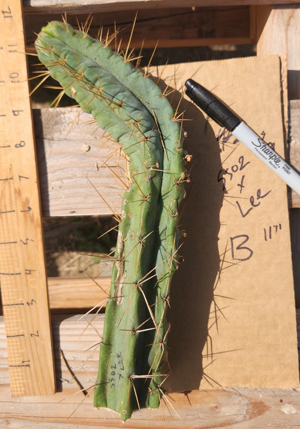 #EC391 EXACT Trichocereus Bargain $20-30$ Cactus Mid Cuttings-Cactus - Large - Exact-The Succulent Source