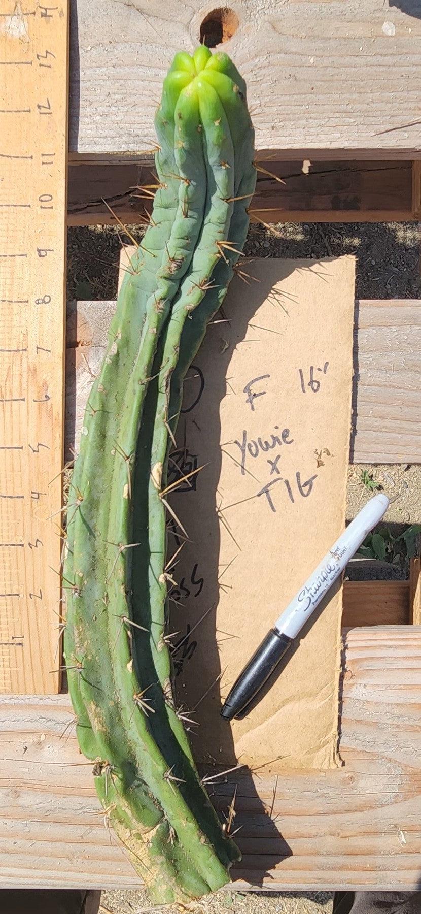 #EC391 EXACT Trichocereus Bargain $20-30$ Cactus Mid Cuttings-Cactus - Large - Exact-The Succulent Source