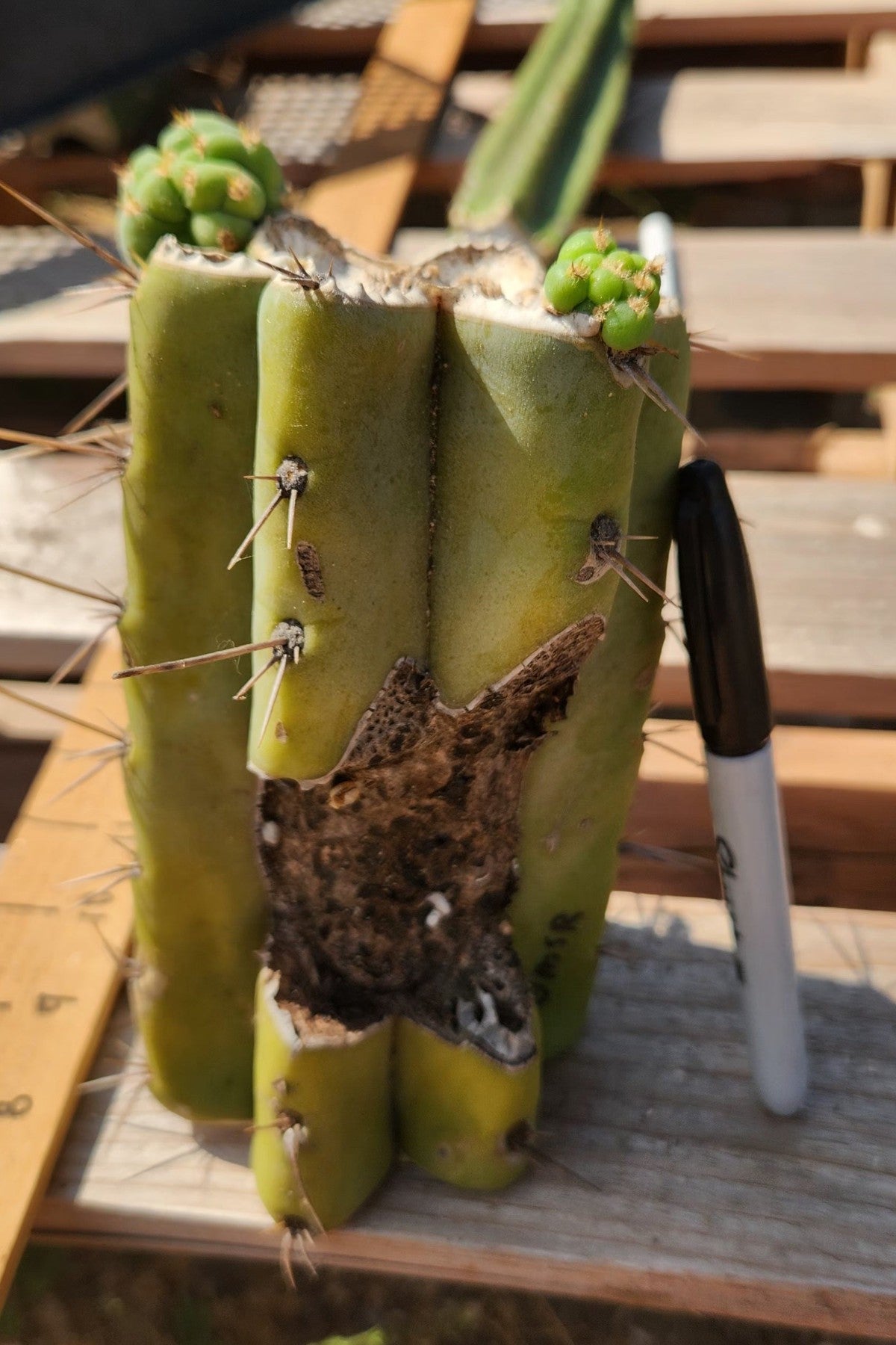 #EC391 EXACT Trichocereus Bargain $20-30$ Cactus Mid Cuttings-Cactus - Large - Exact-The Succulent Source