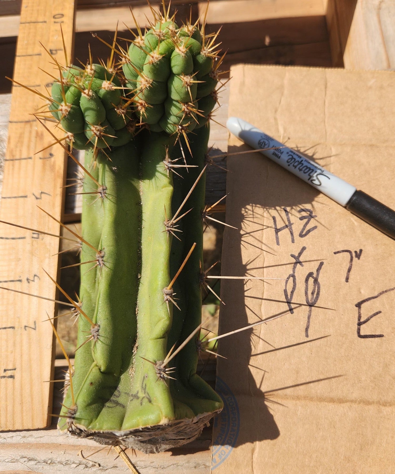 #EC391 EXACT Trichocereus Bargain $20-30$ Cactus Mid Cuttings-Cactus - Large - Exact-The Succulent Source